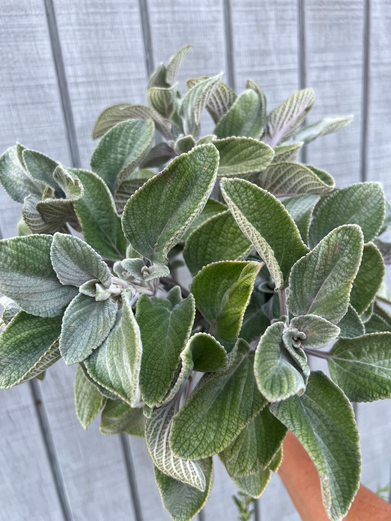 PLECTRANTHUS argentatus