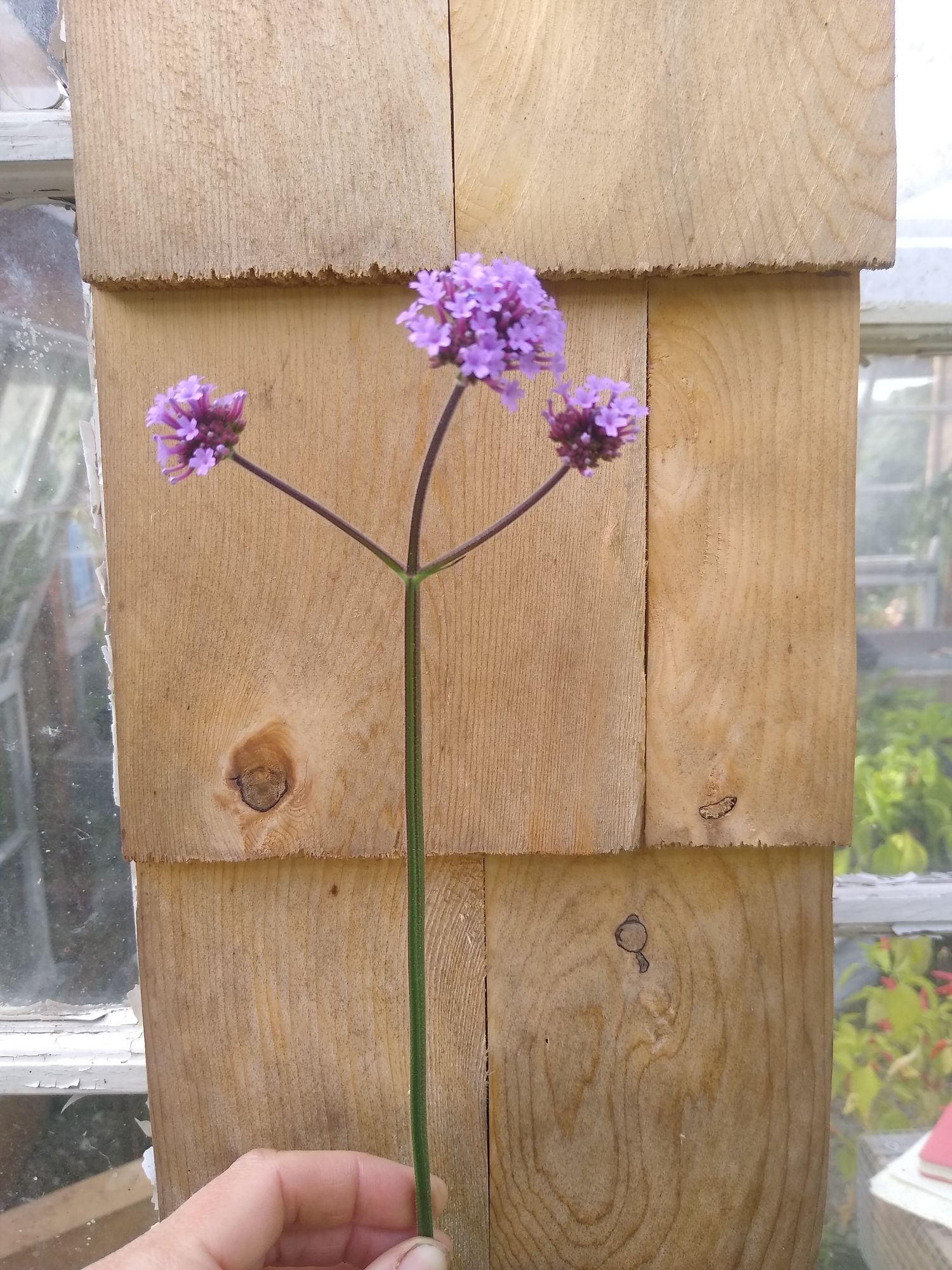 VERBENA bonariensis