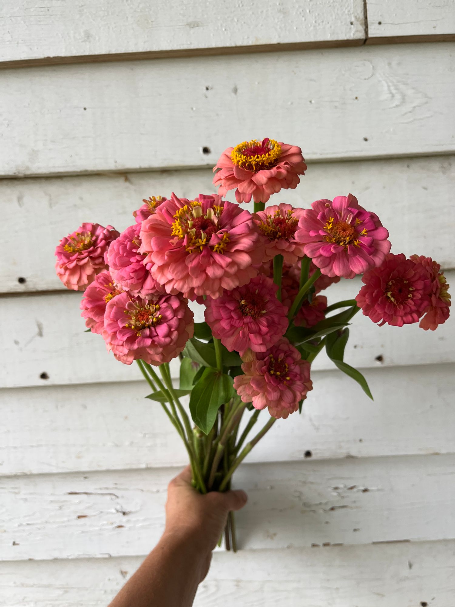 ZINNIA elegans Oklahoma Series