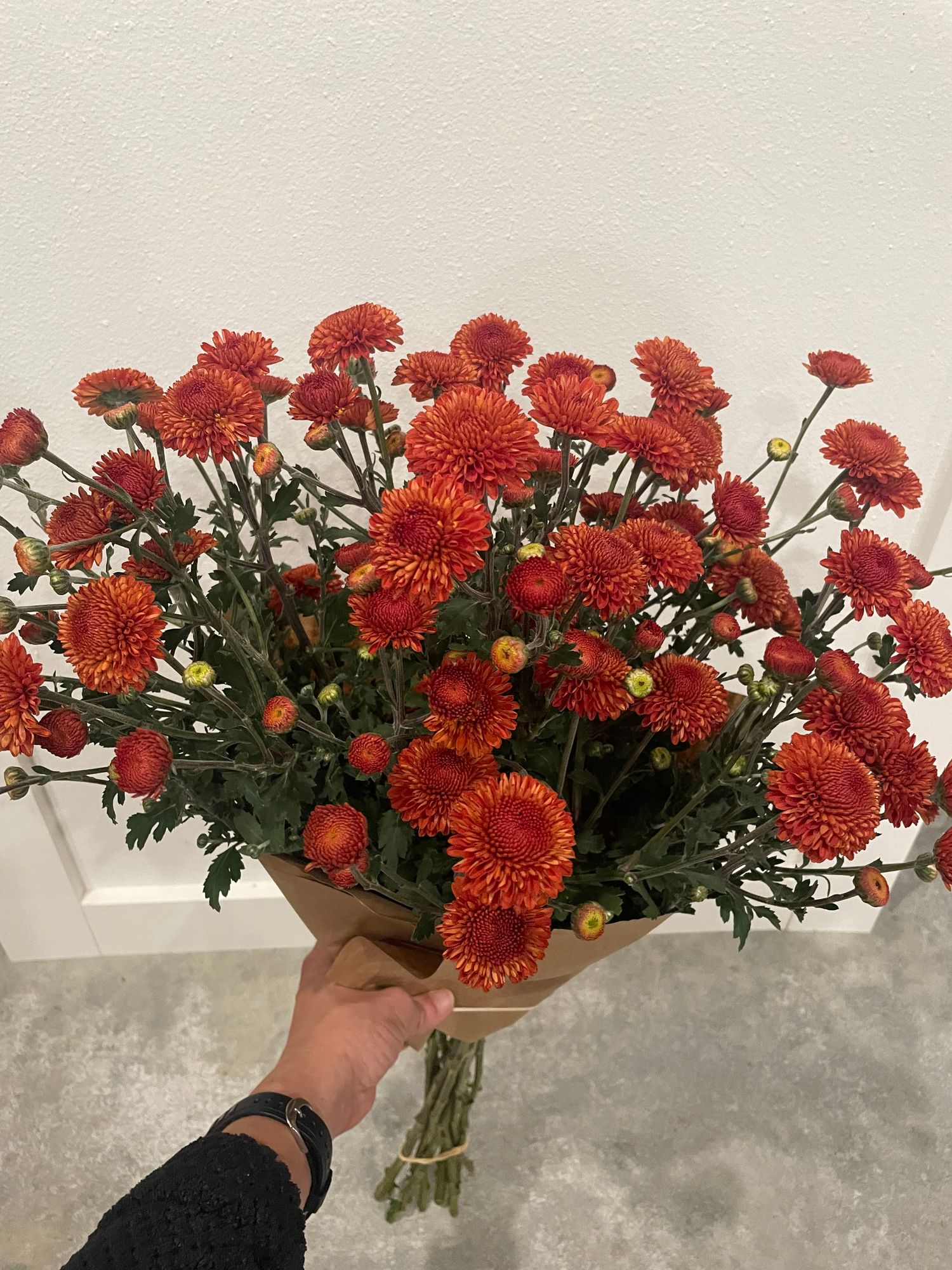 CHRYSANTHEMUM x Kelvin Mandarin