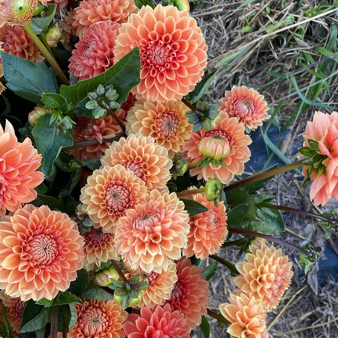 DAHLIA Sylvia