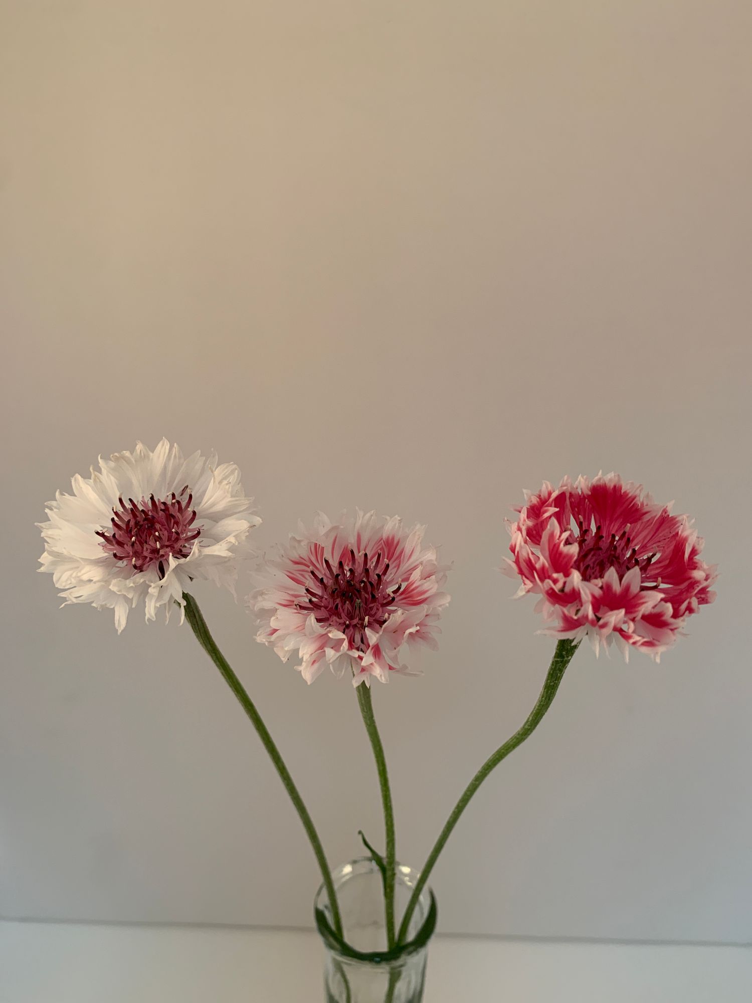 CENTAUREA cyanus Classic Romantic