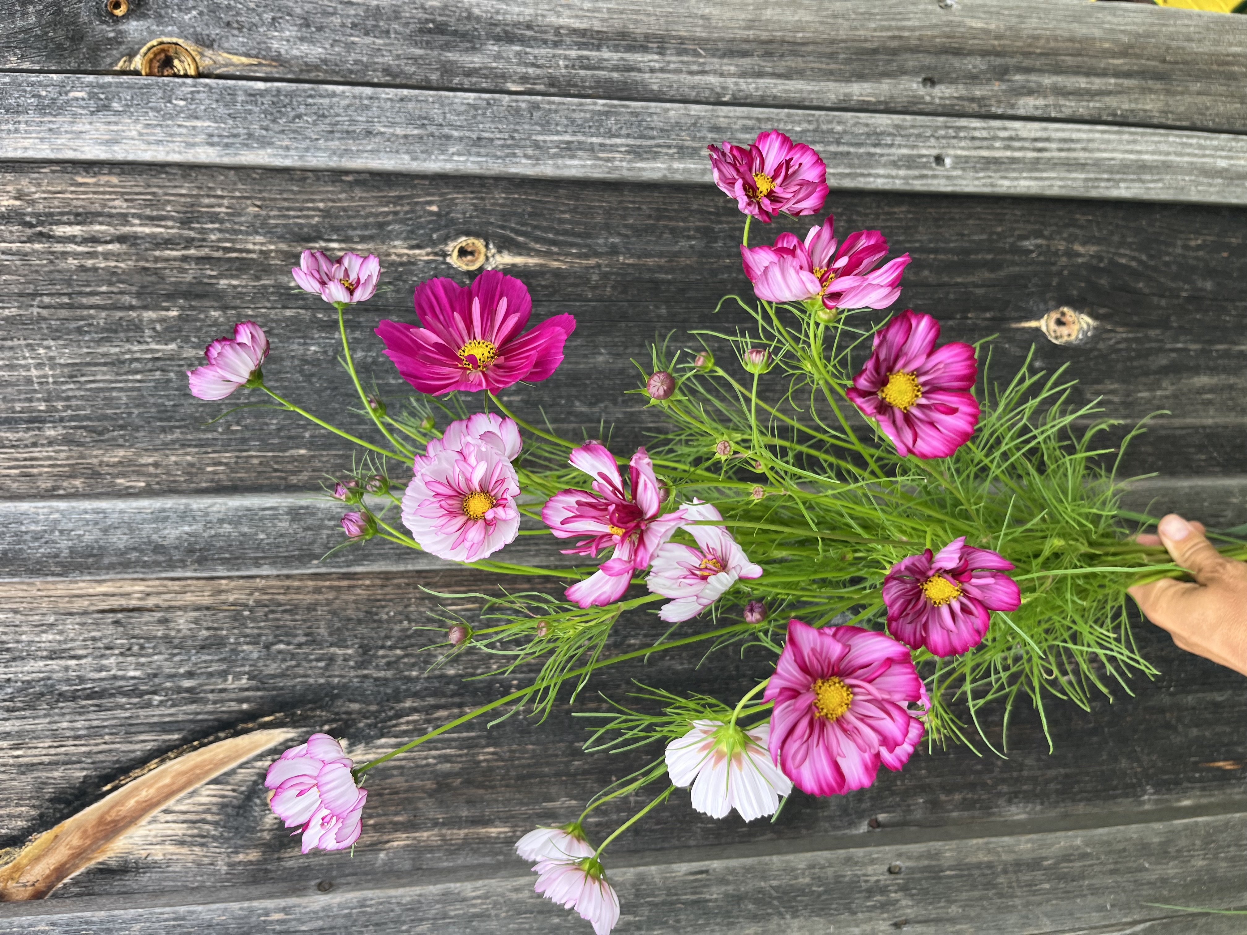 COSMOS bipinnatus Fizzy Rose Picotee