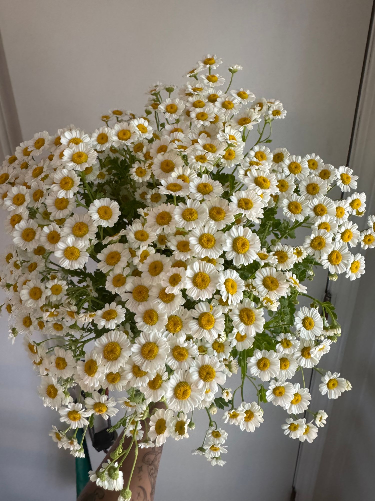 TANACETUM parthenium Magic Single