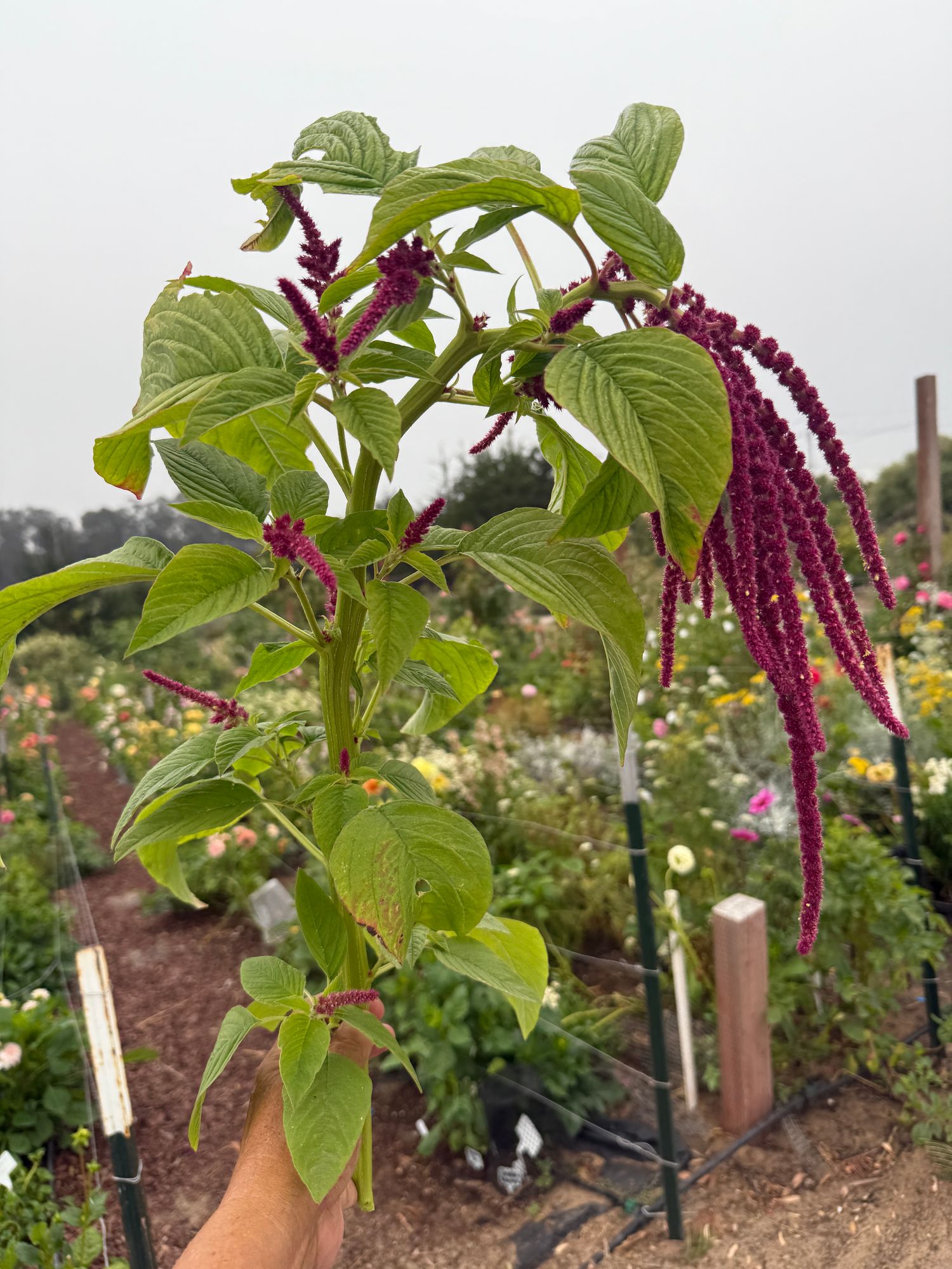Amaranth