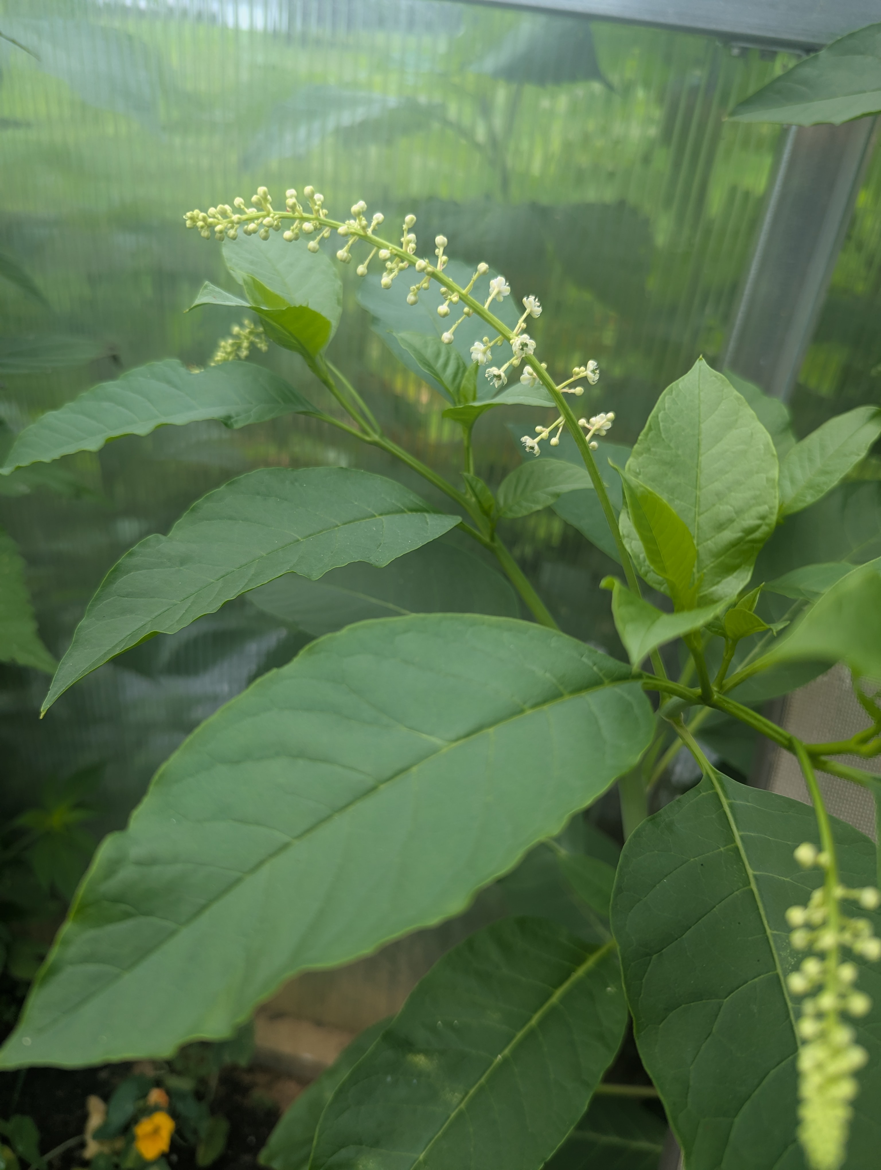 PHYTOLACCA americana
