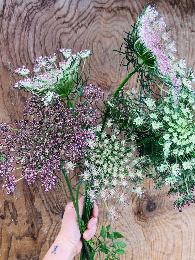 DAUCUS carota Dara
