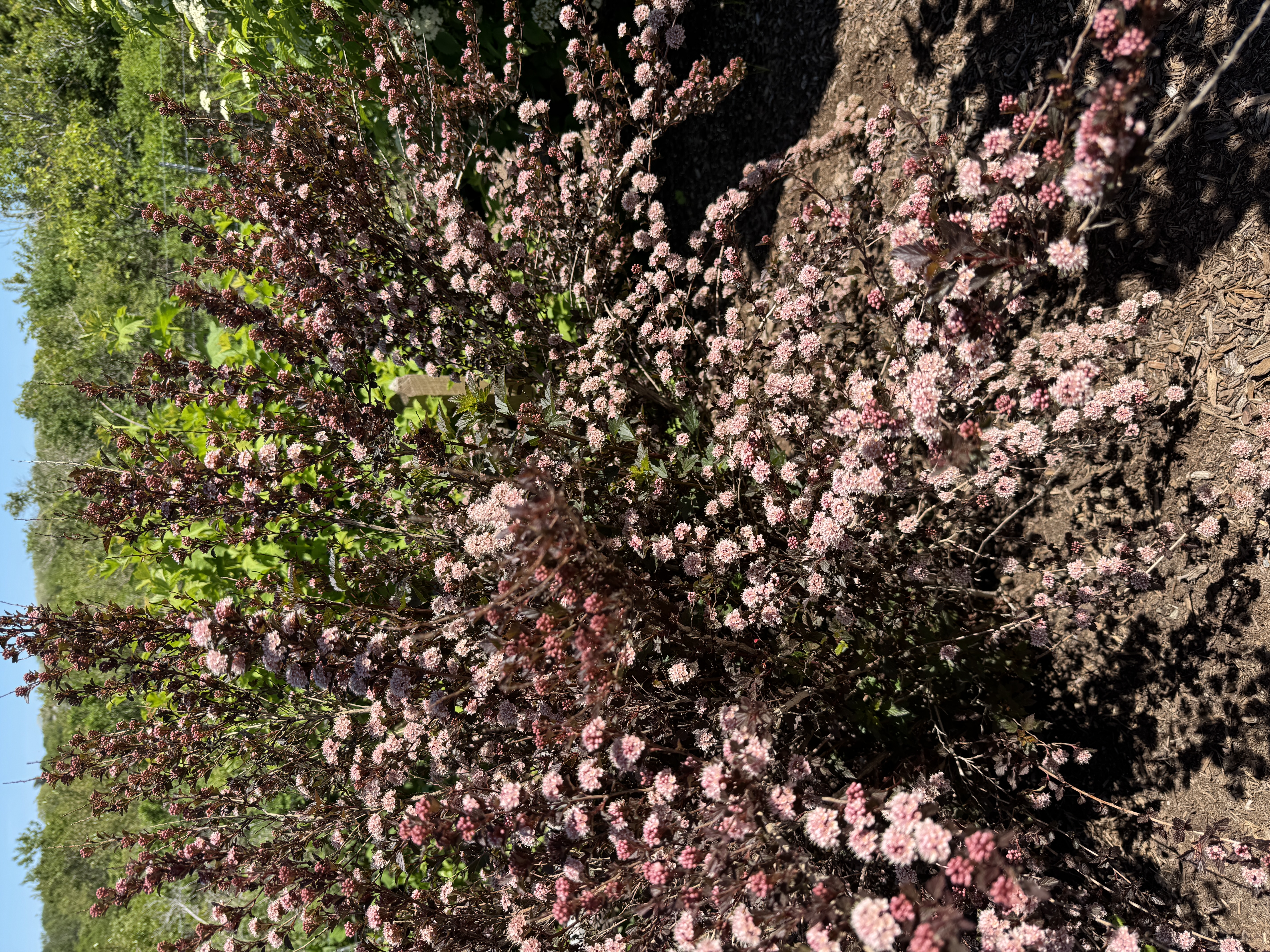 PHYSOCARPUS opulifolius