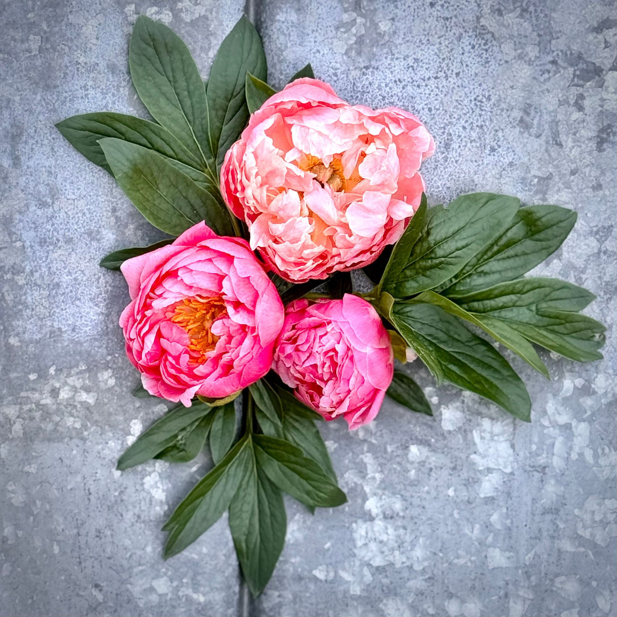 PAEONIA lactiflora Pink Hawaiian Coral