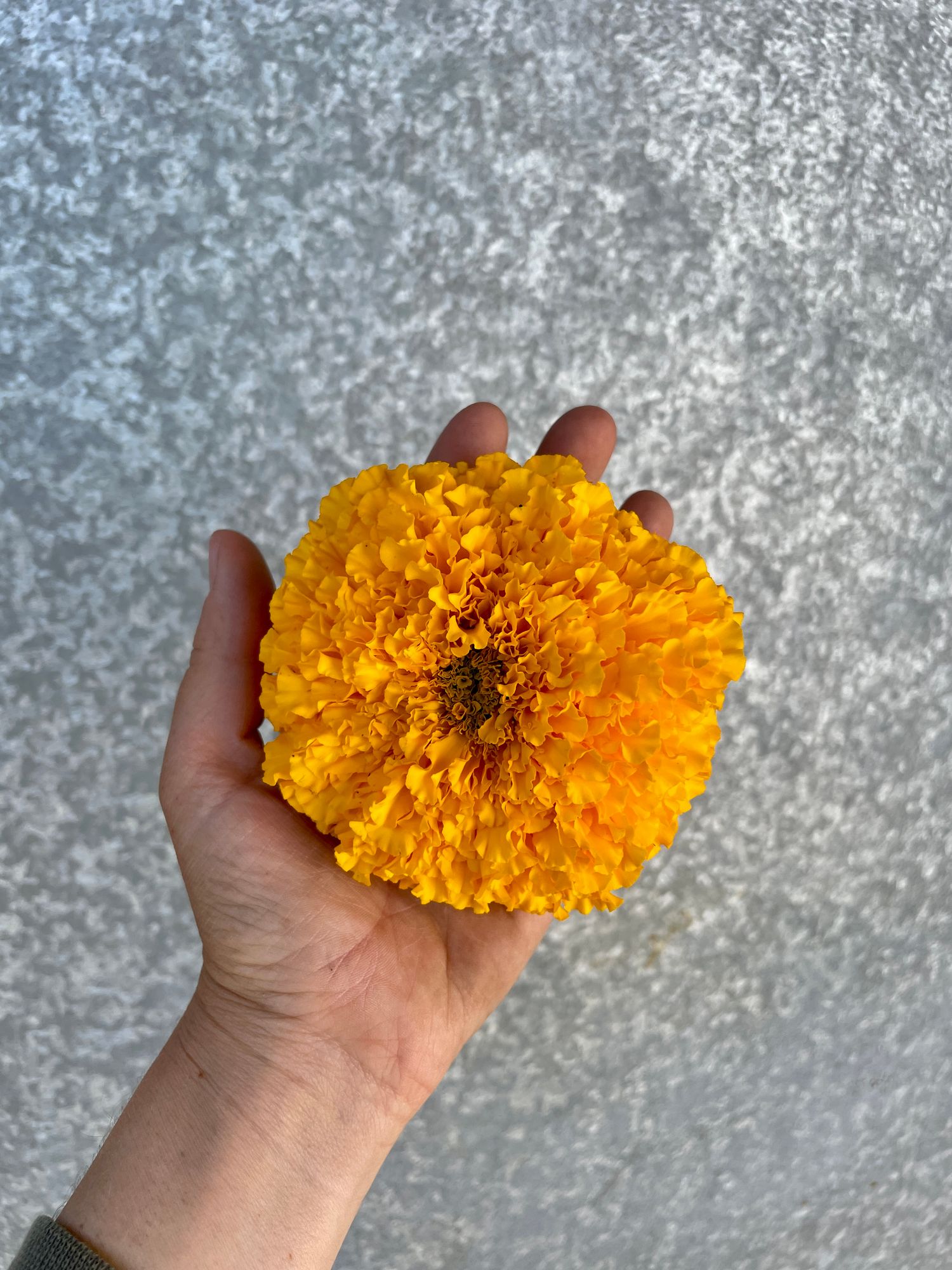 TAGETES erecta Coco