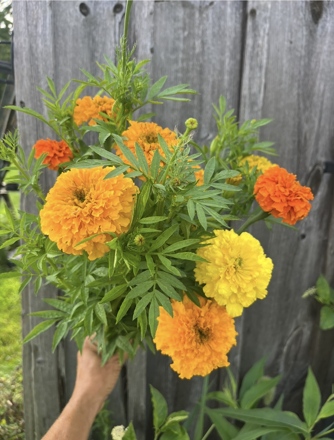 TAGETES erecta
