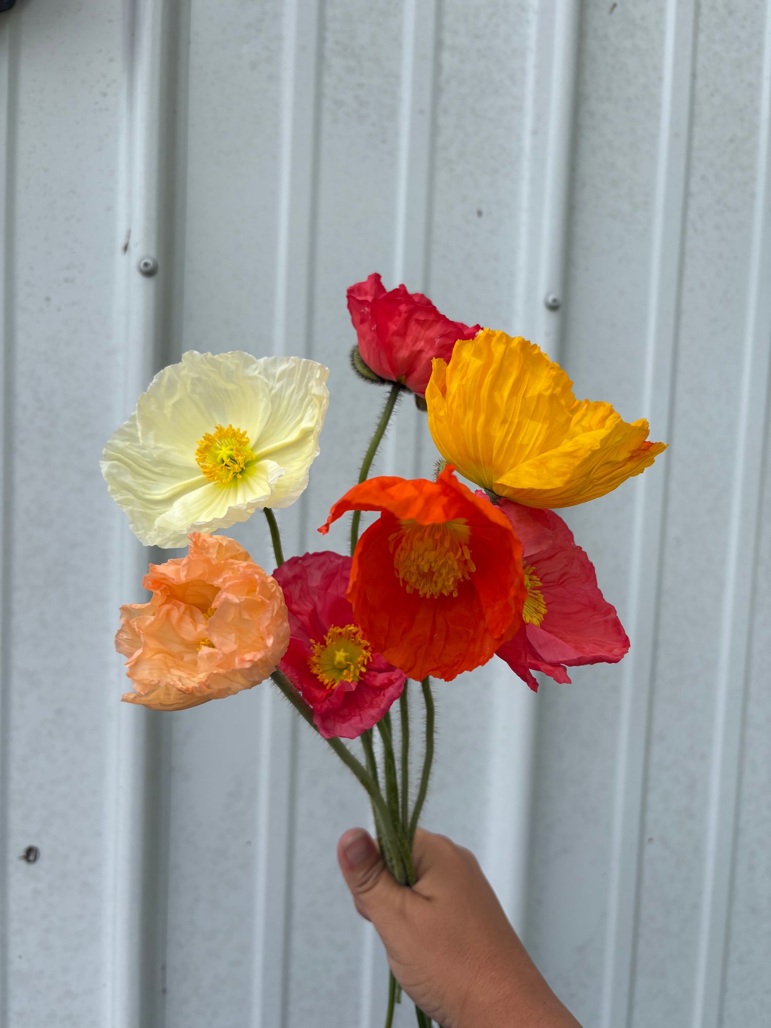 PAPAVER nudicaule Champagne Bubbles