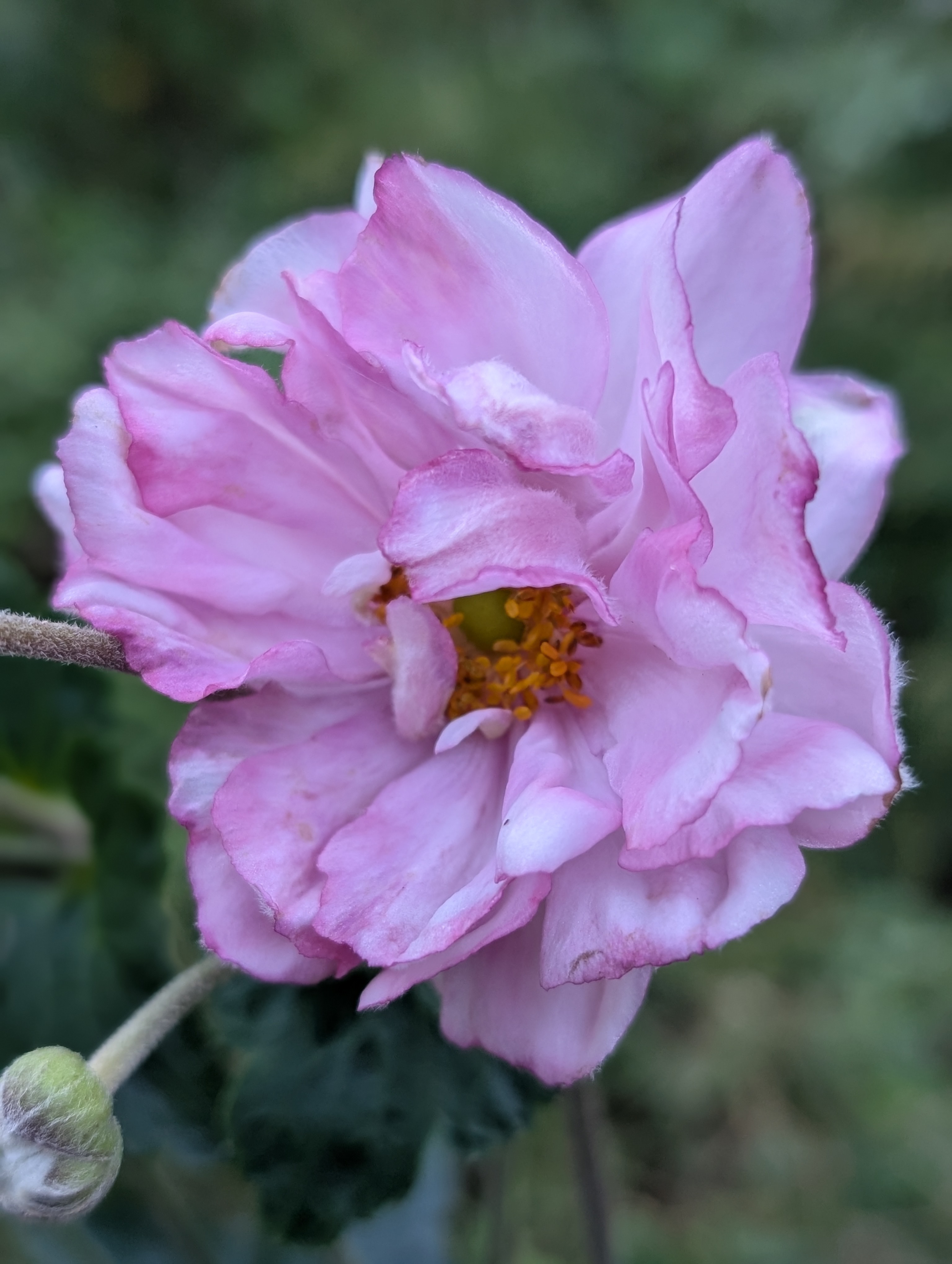 ANEMONE x Queen Charlotte