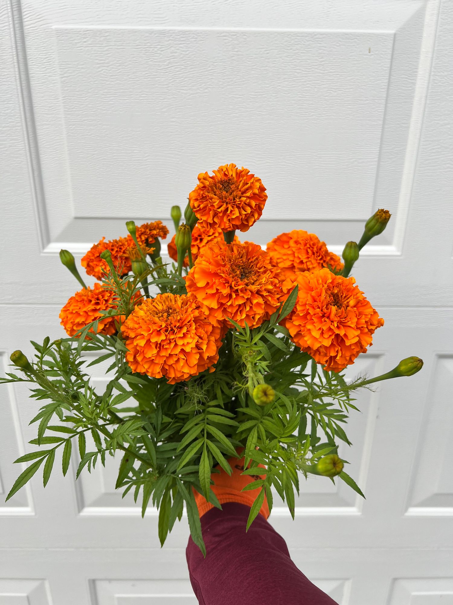 TAGETES erecta