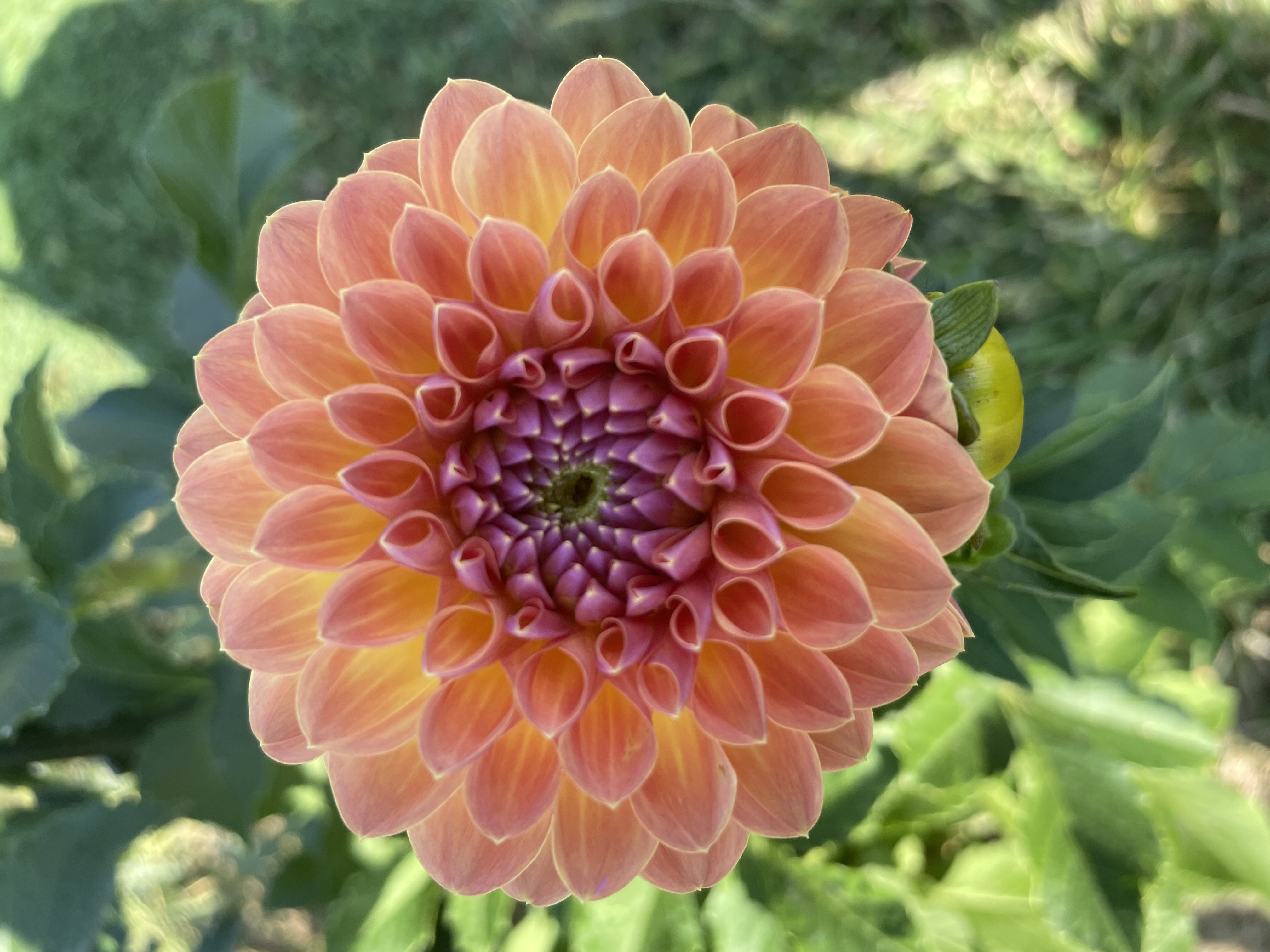 DAHLIA Orange Breeze