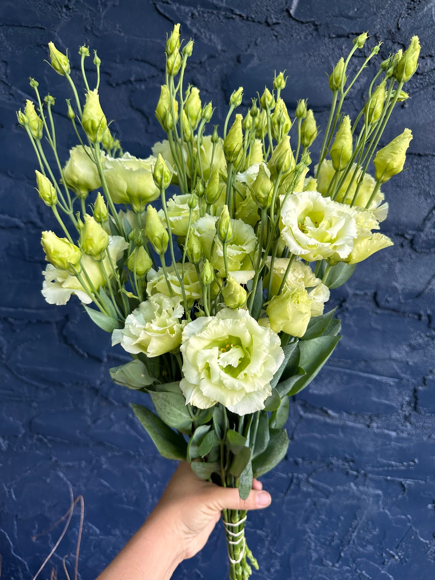 EUSTOMA grandiflorum Voyage