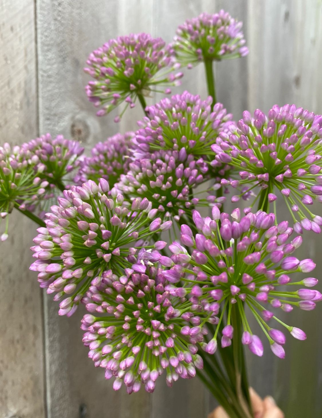 ALLIUM x Millenium