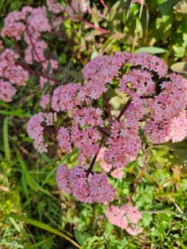 SEDUM