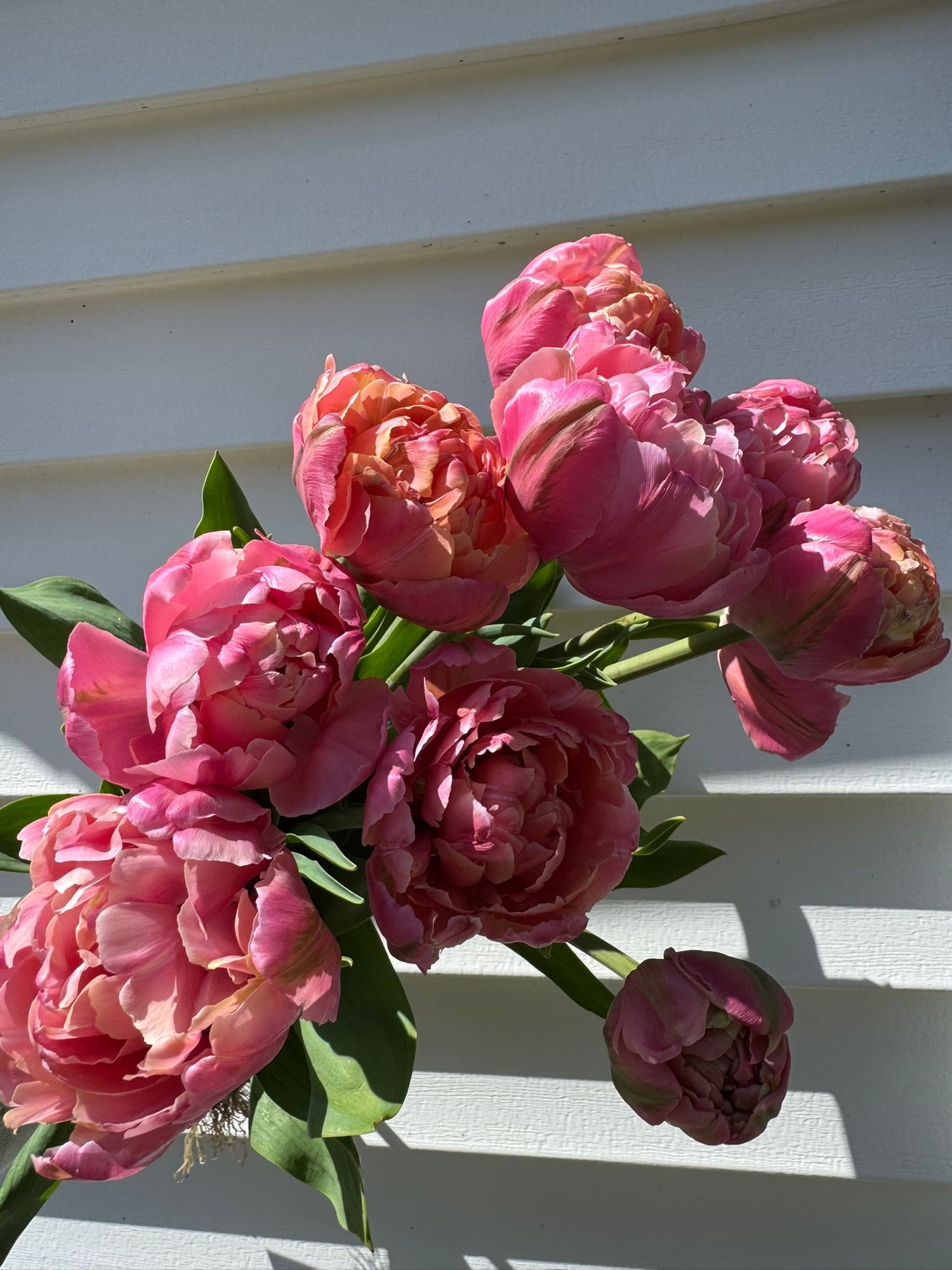 TULIPA Pink Star