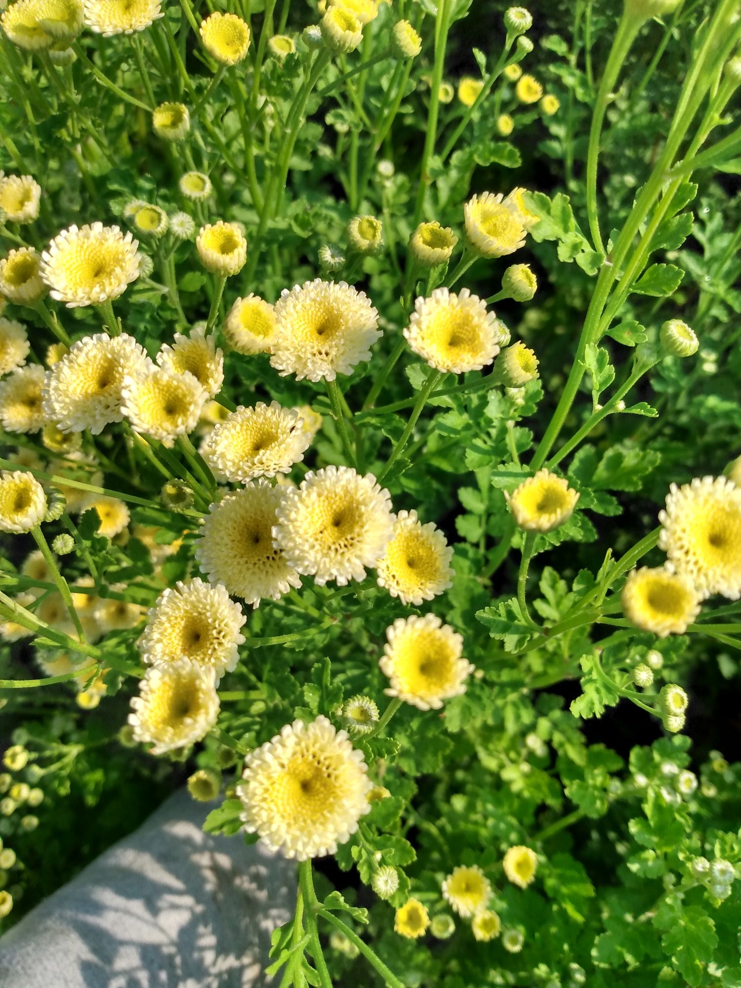 TANACETUM parthenium Vegmo Sunny Ball