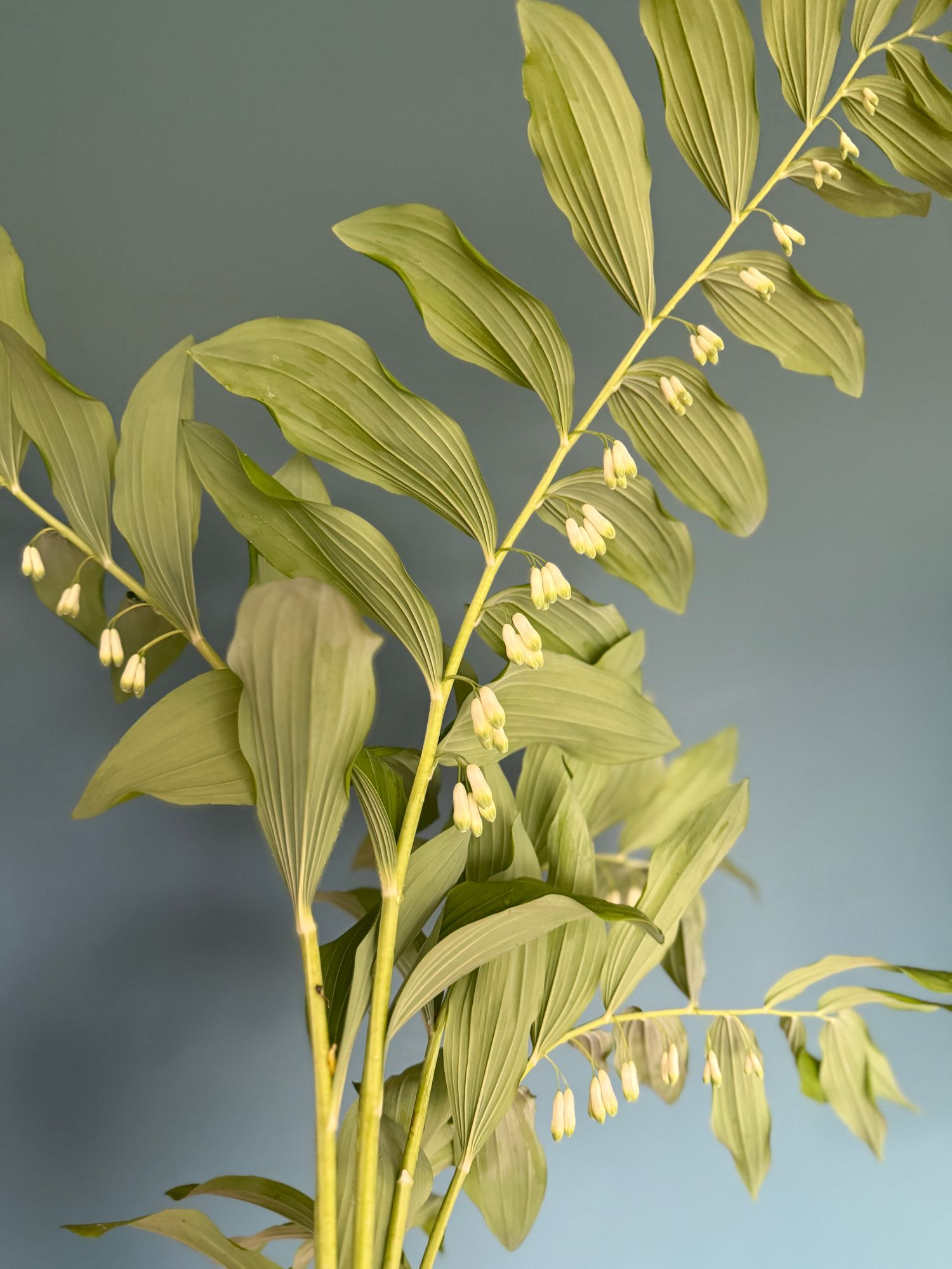 POLYGONATUM multiflorum