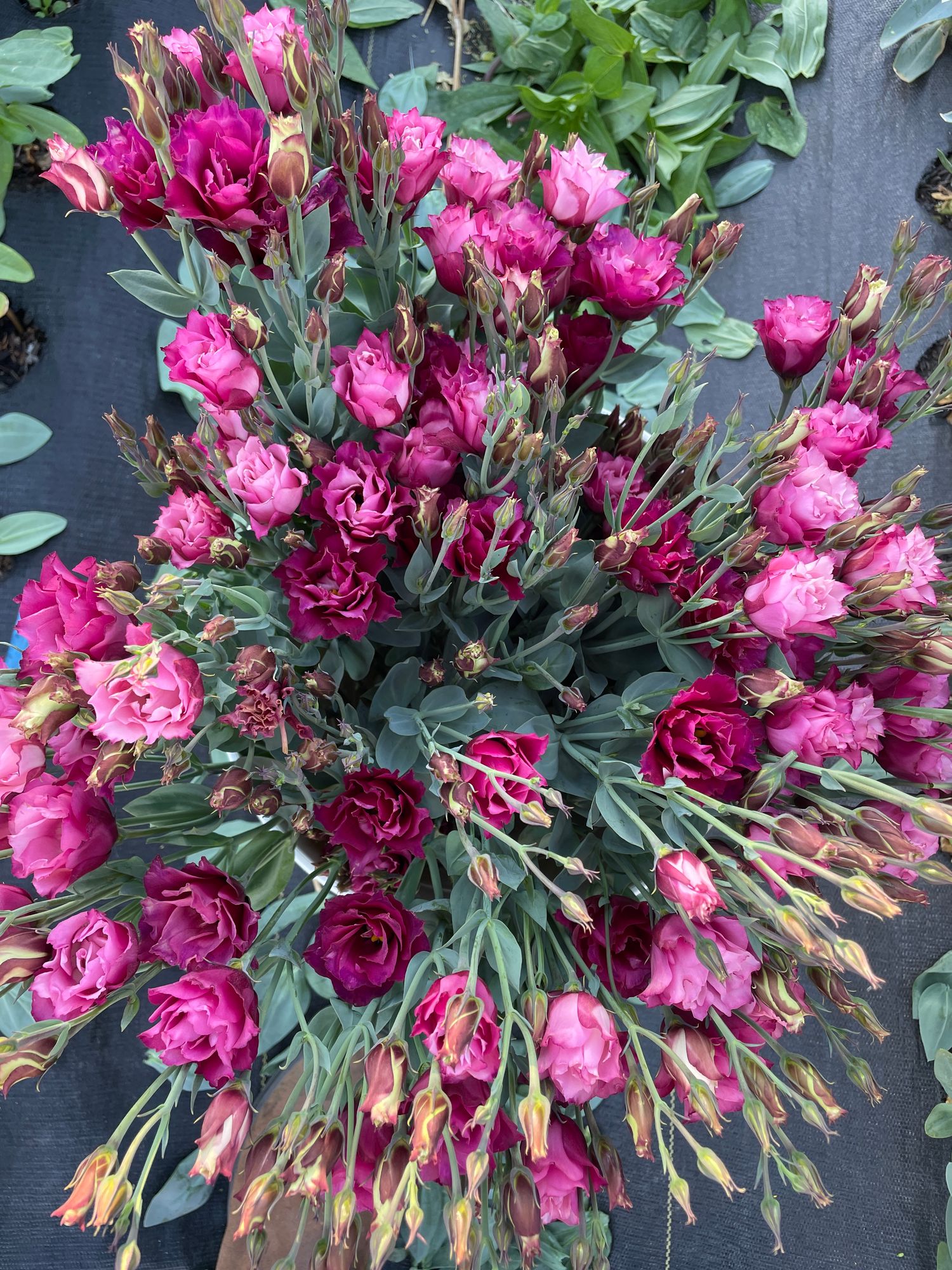 EUSTOMA grandiflorum