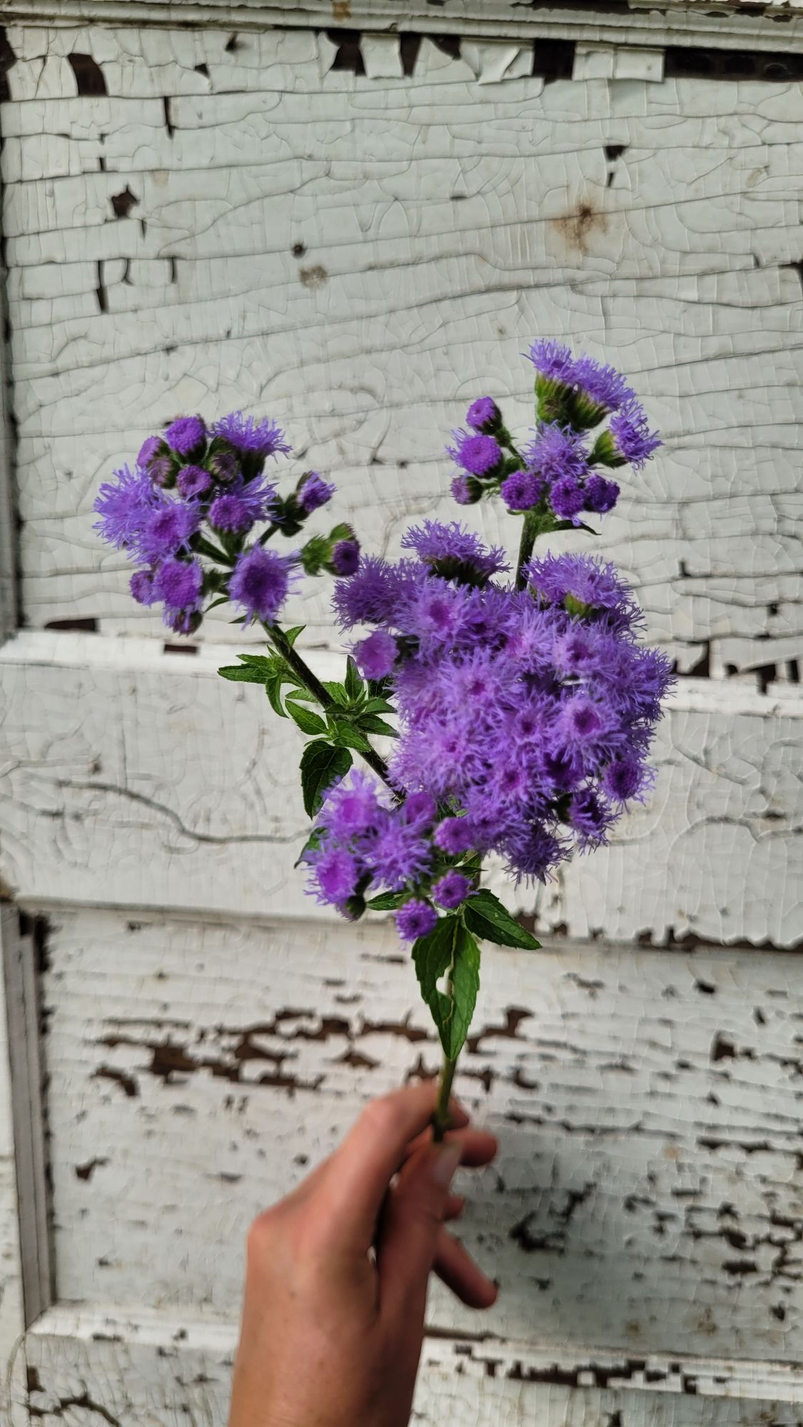 AGERATUM houstonianum Tall Blue Planet