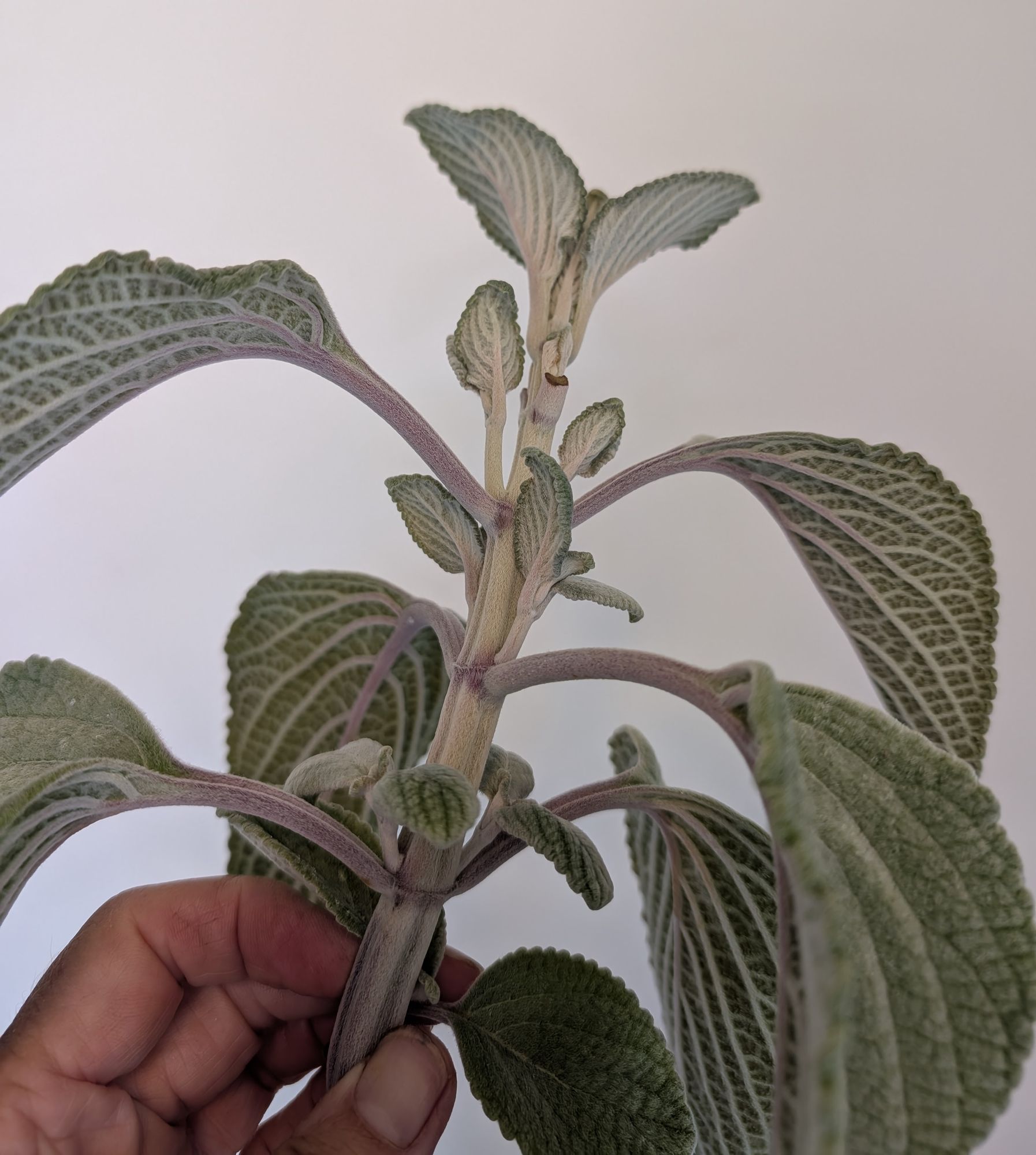 PLECTRANTHUS argentatus
