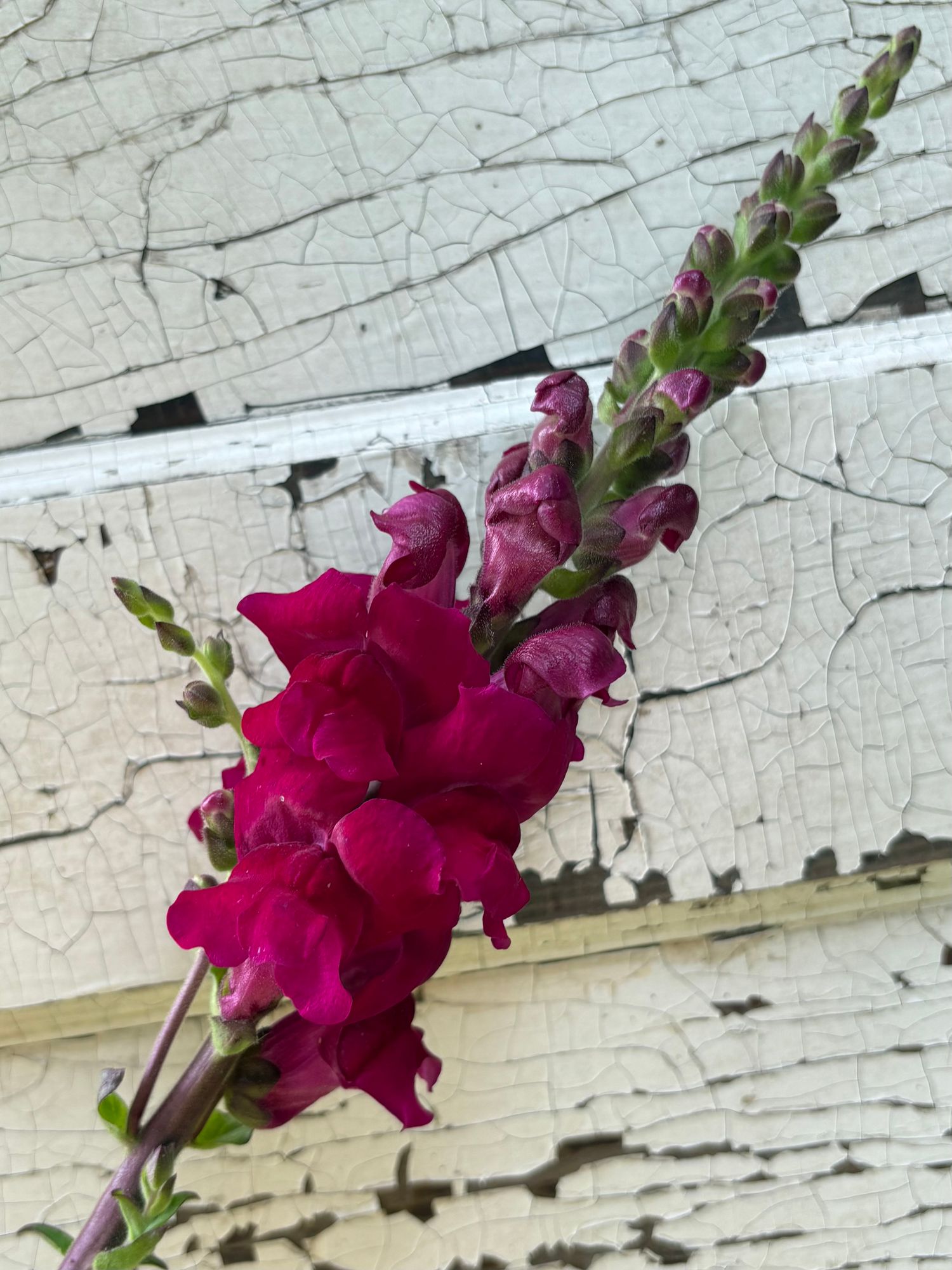 ANTIRRHINUM majus Potomac Royal