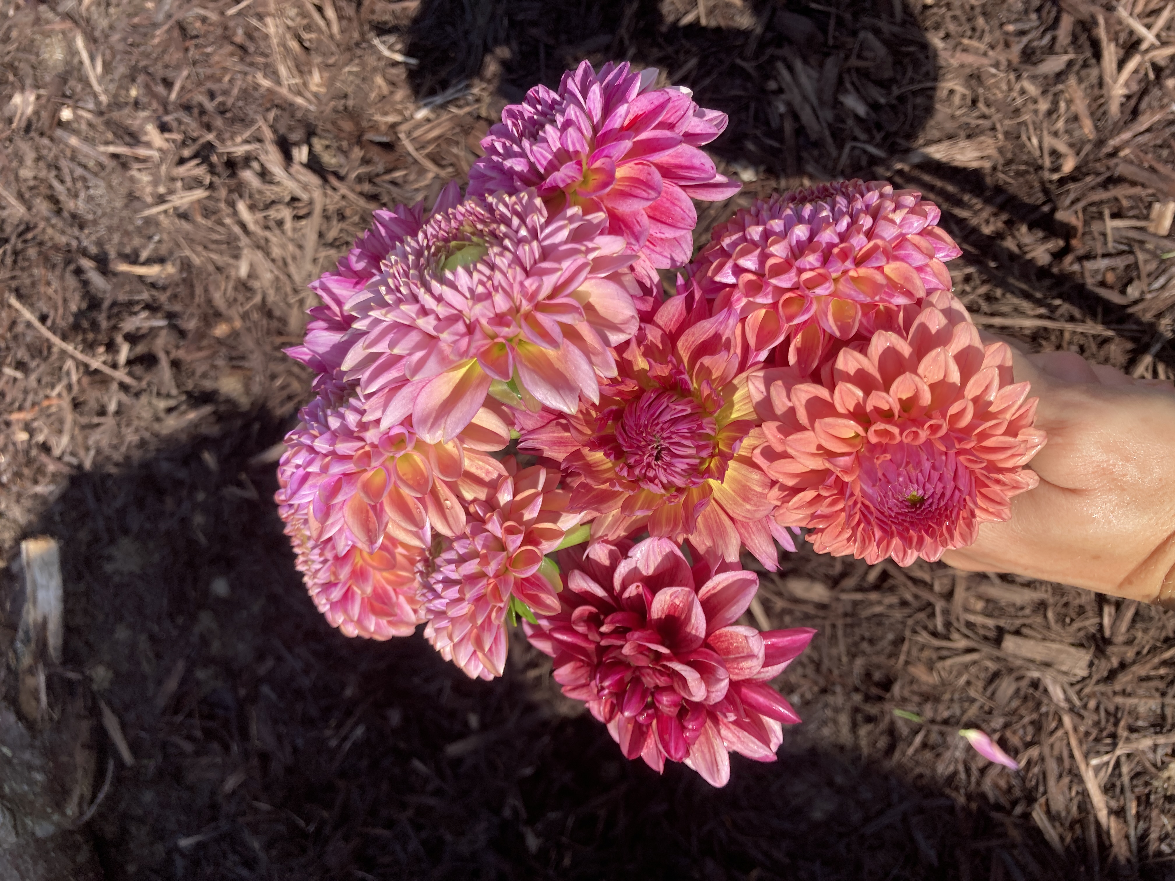 DAHLIA