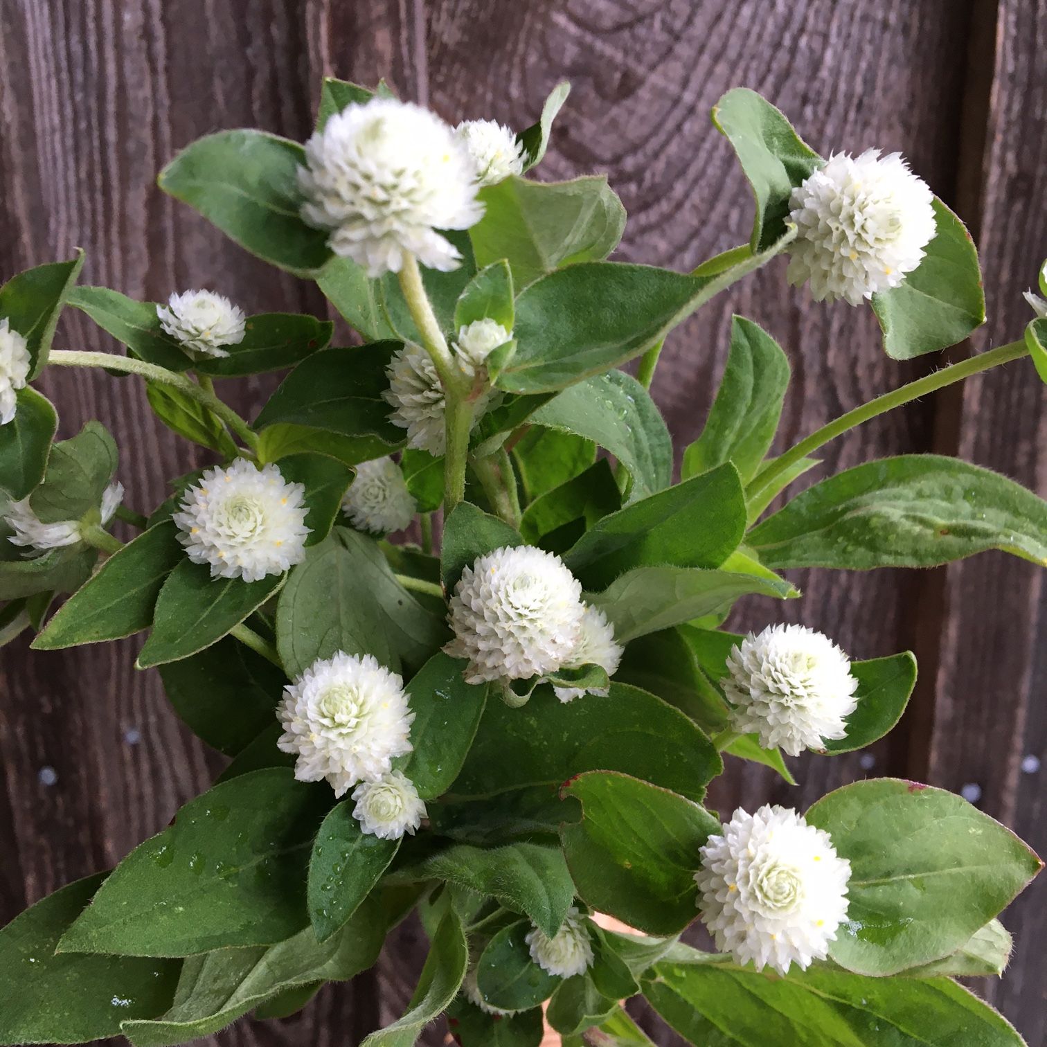GOMPHRENA globosa Audray