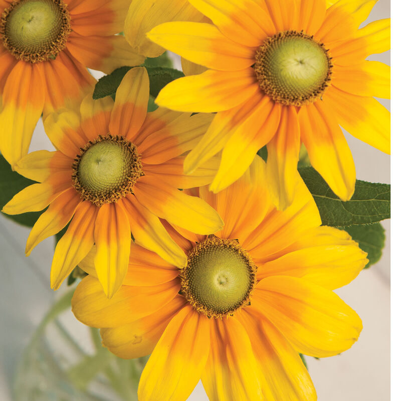 RUDBECKIA hirta Prairie Sun