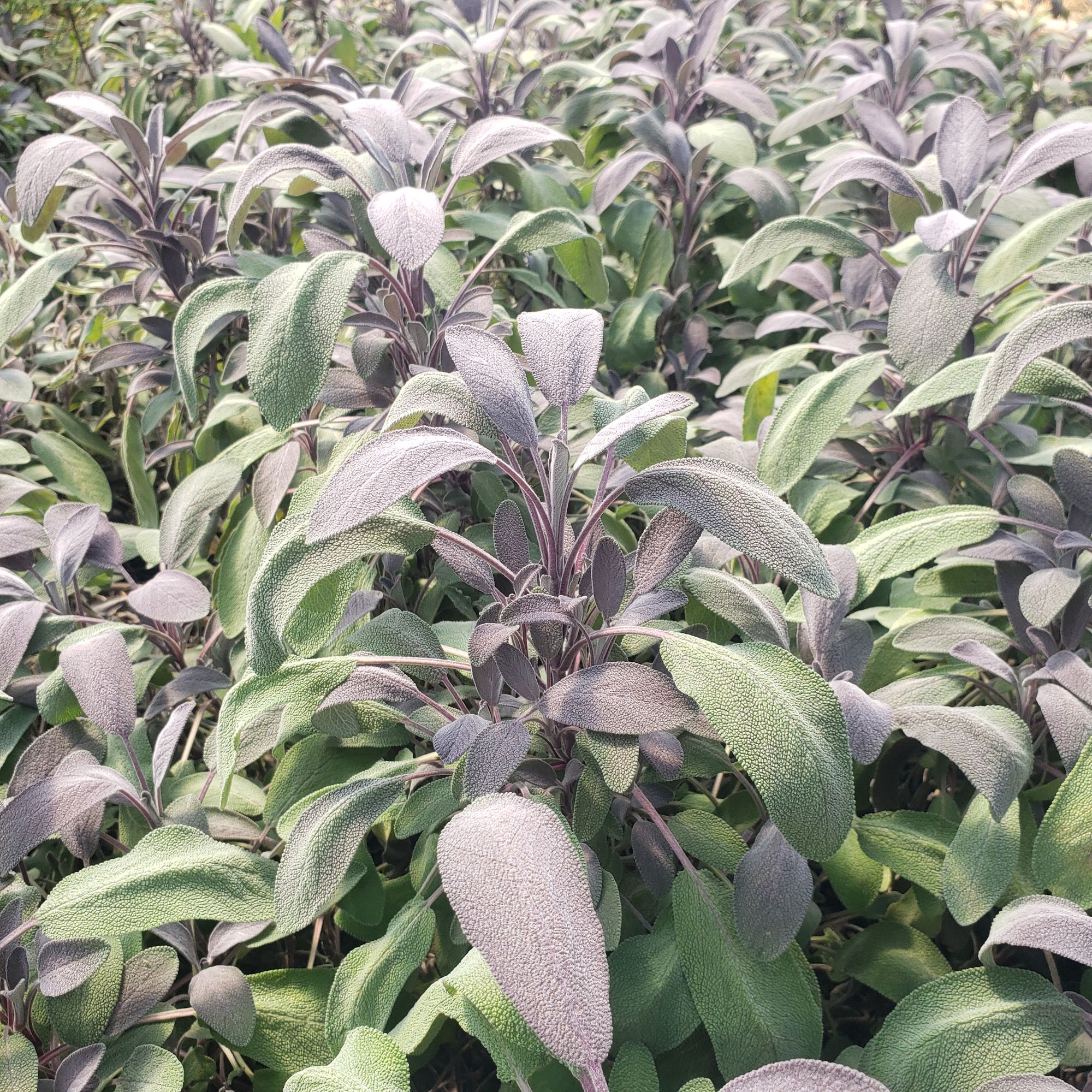 SALVIA officinalis Purpurascens