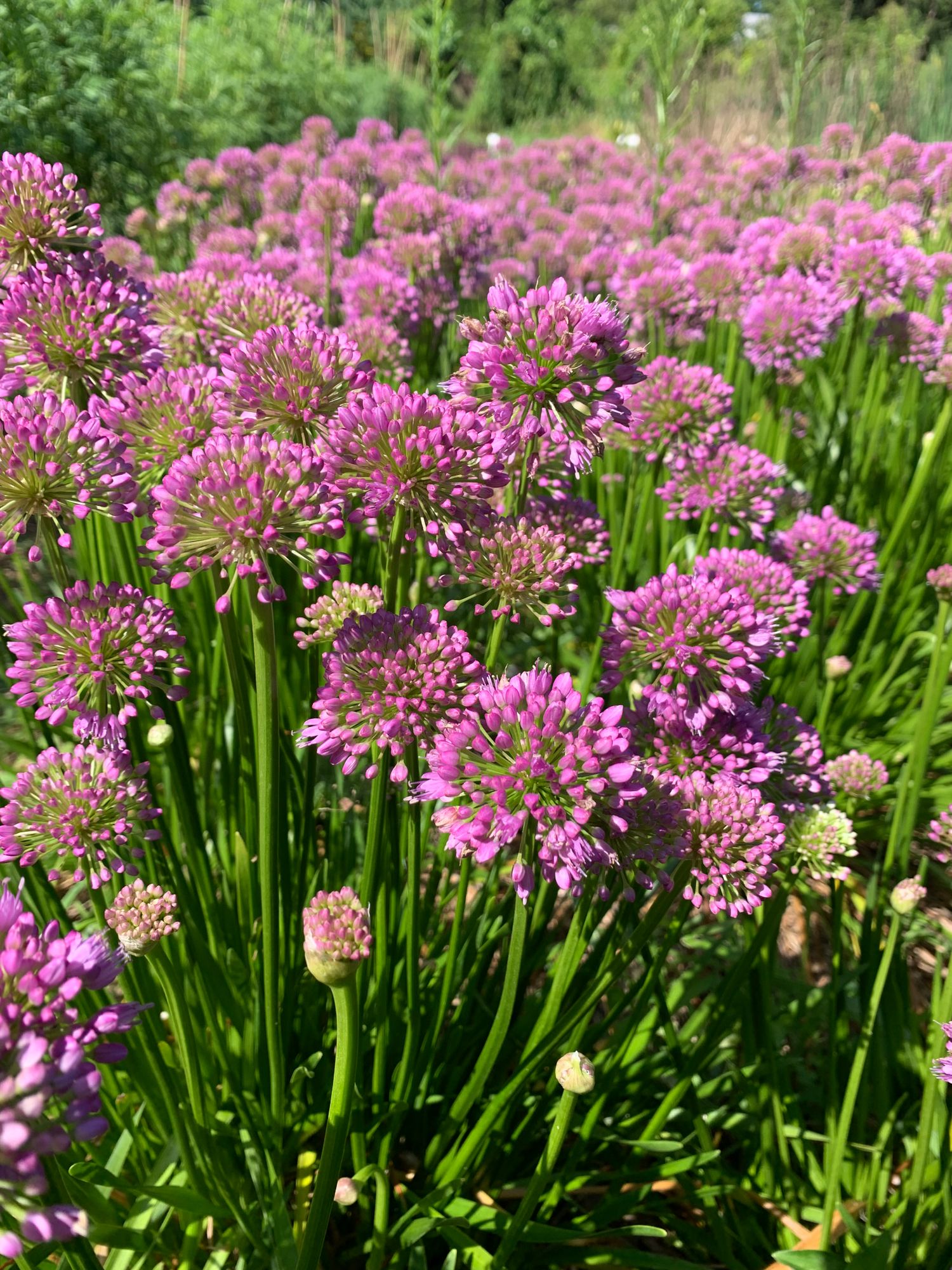 ALLIUM x Millenium