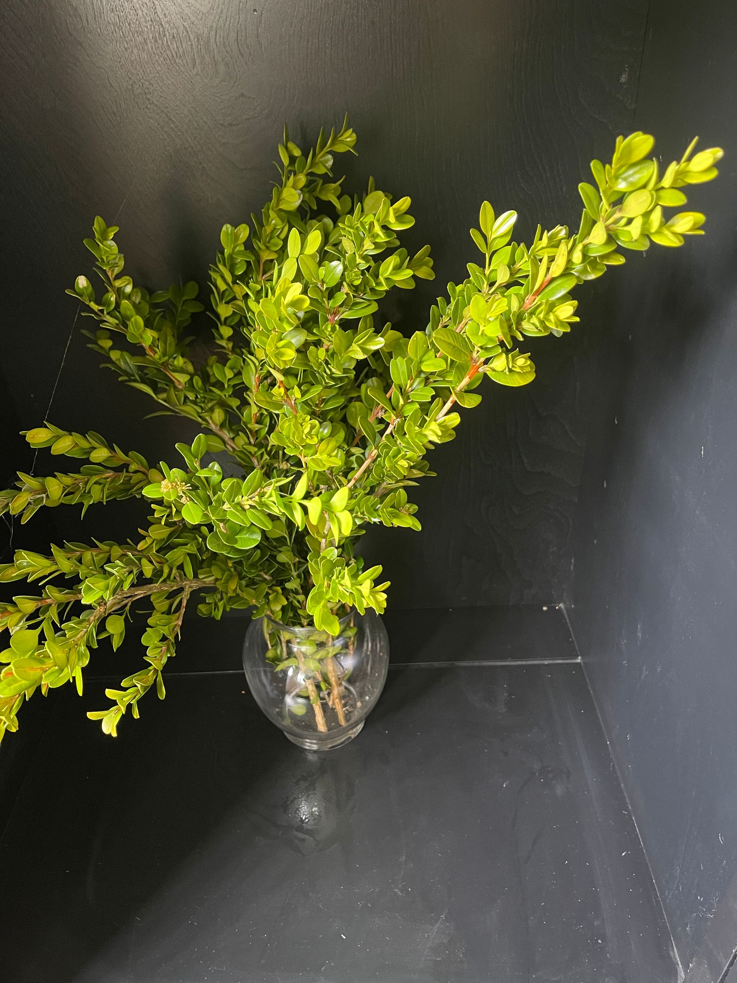 BUXUS