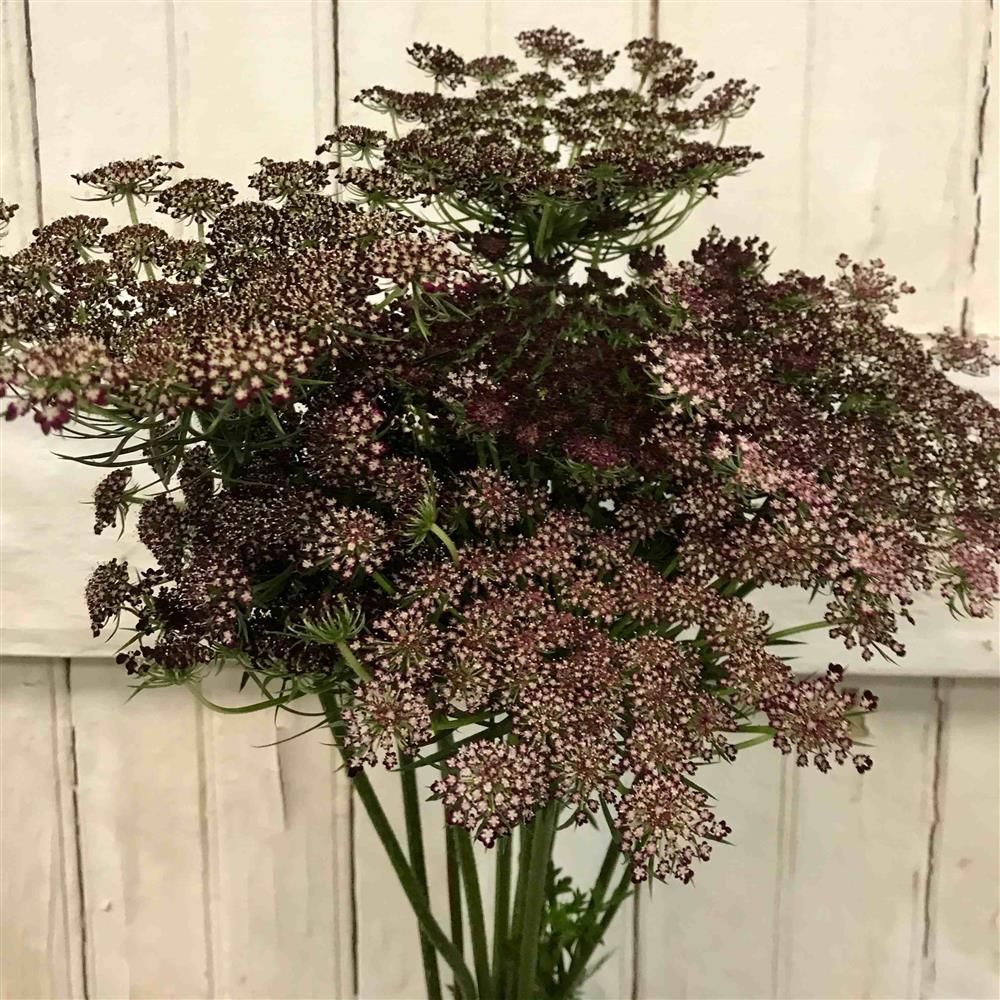 DAUCUS carota Dara