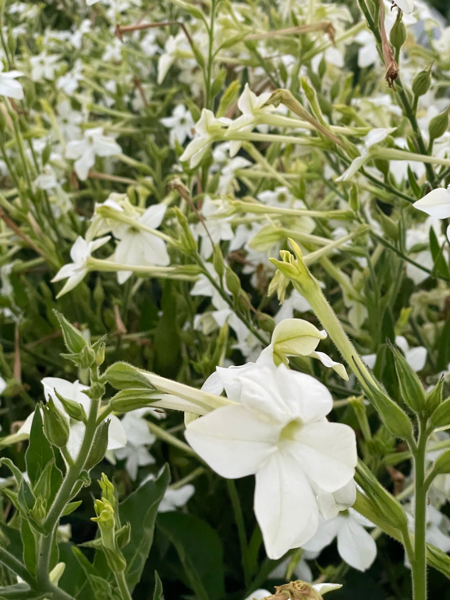 NICOTIANA alata Grandiflora