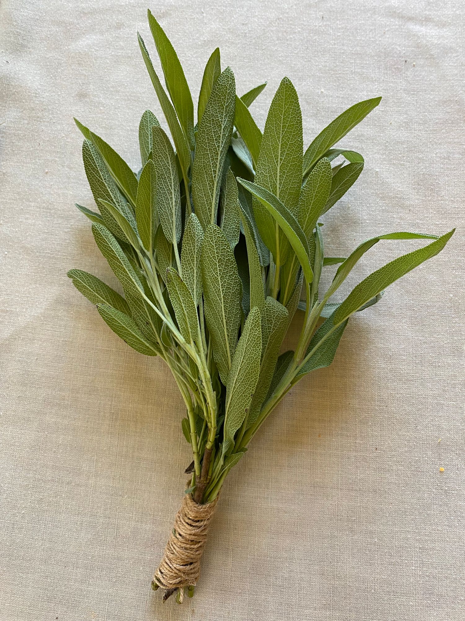 SALVIA nemorosa Cardonna