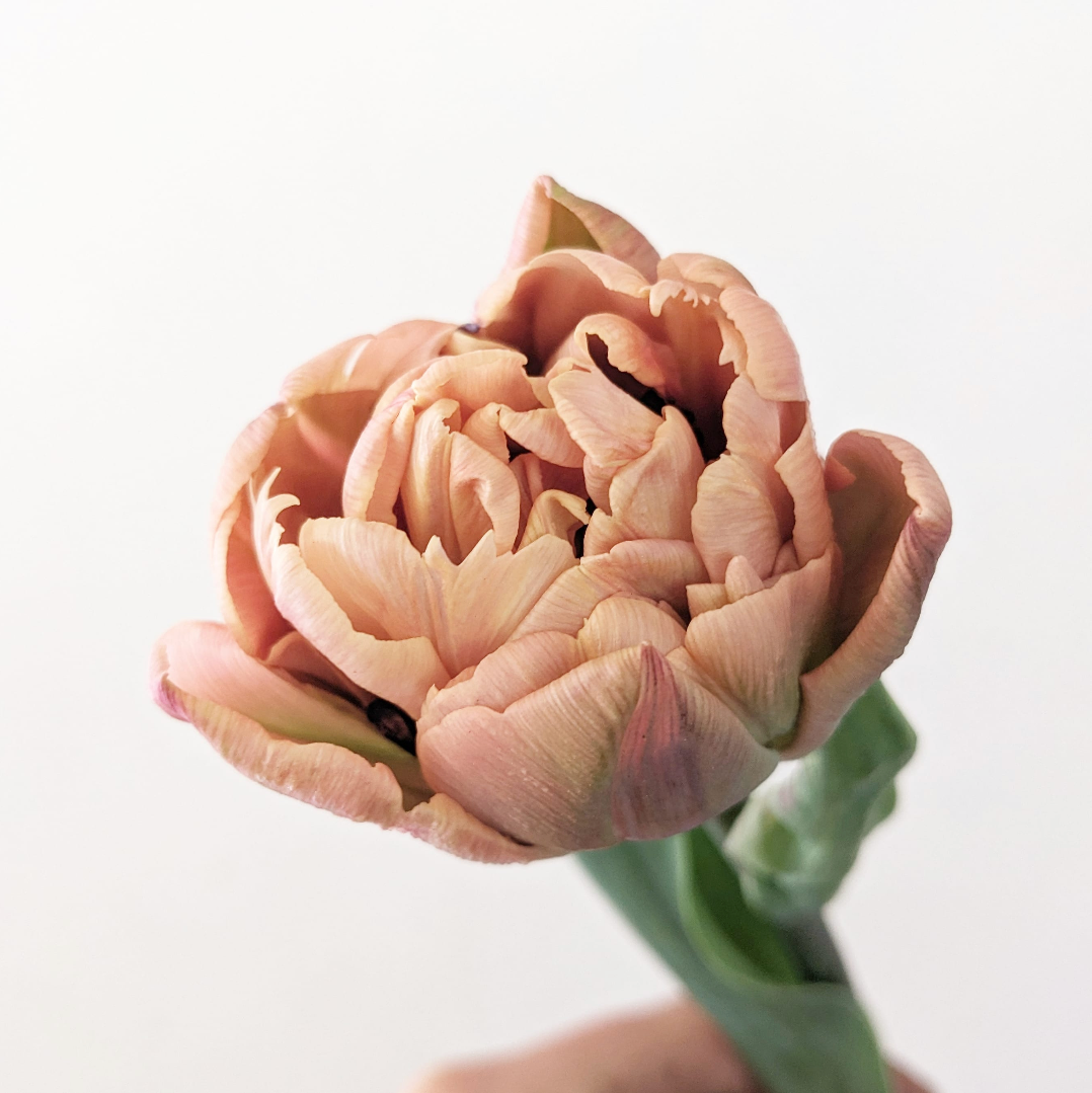 TULIPA La Belle Epoque