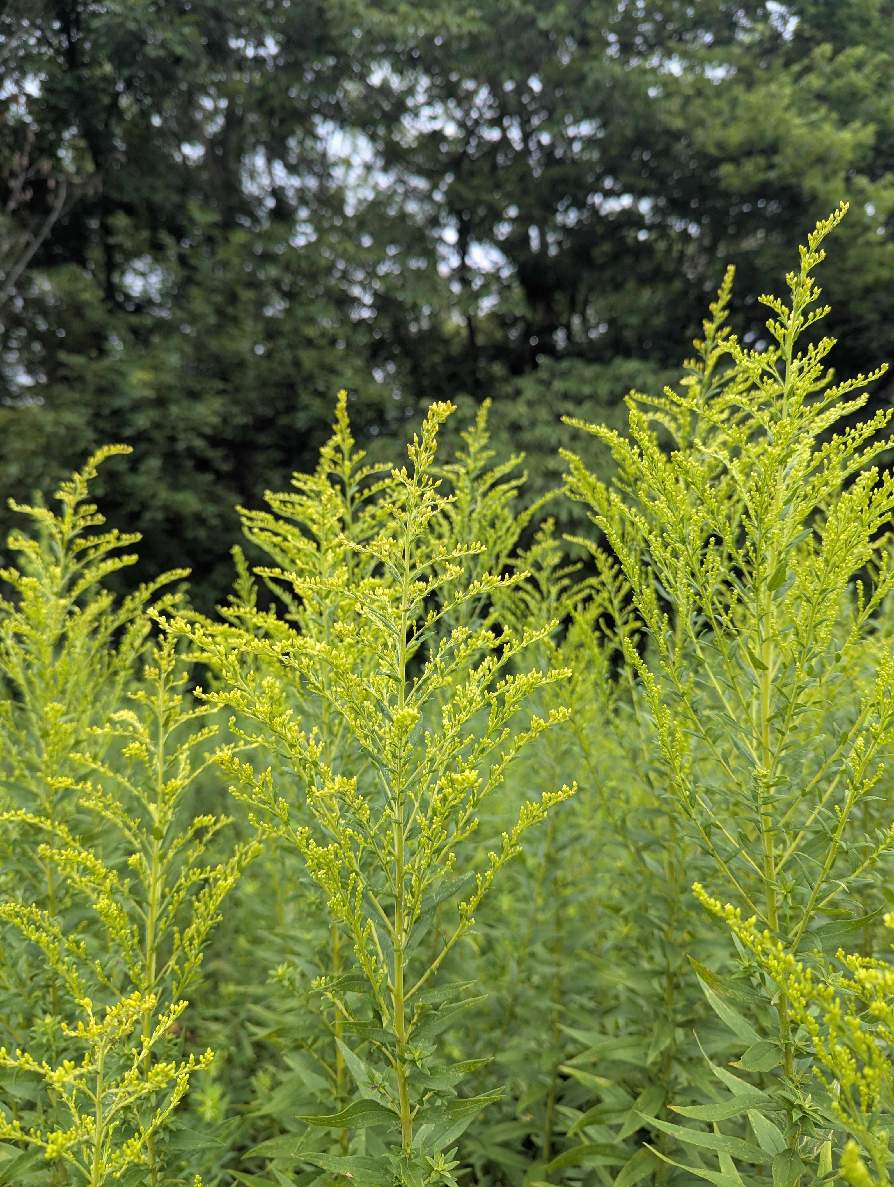 SOLIDAGO canadensis