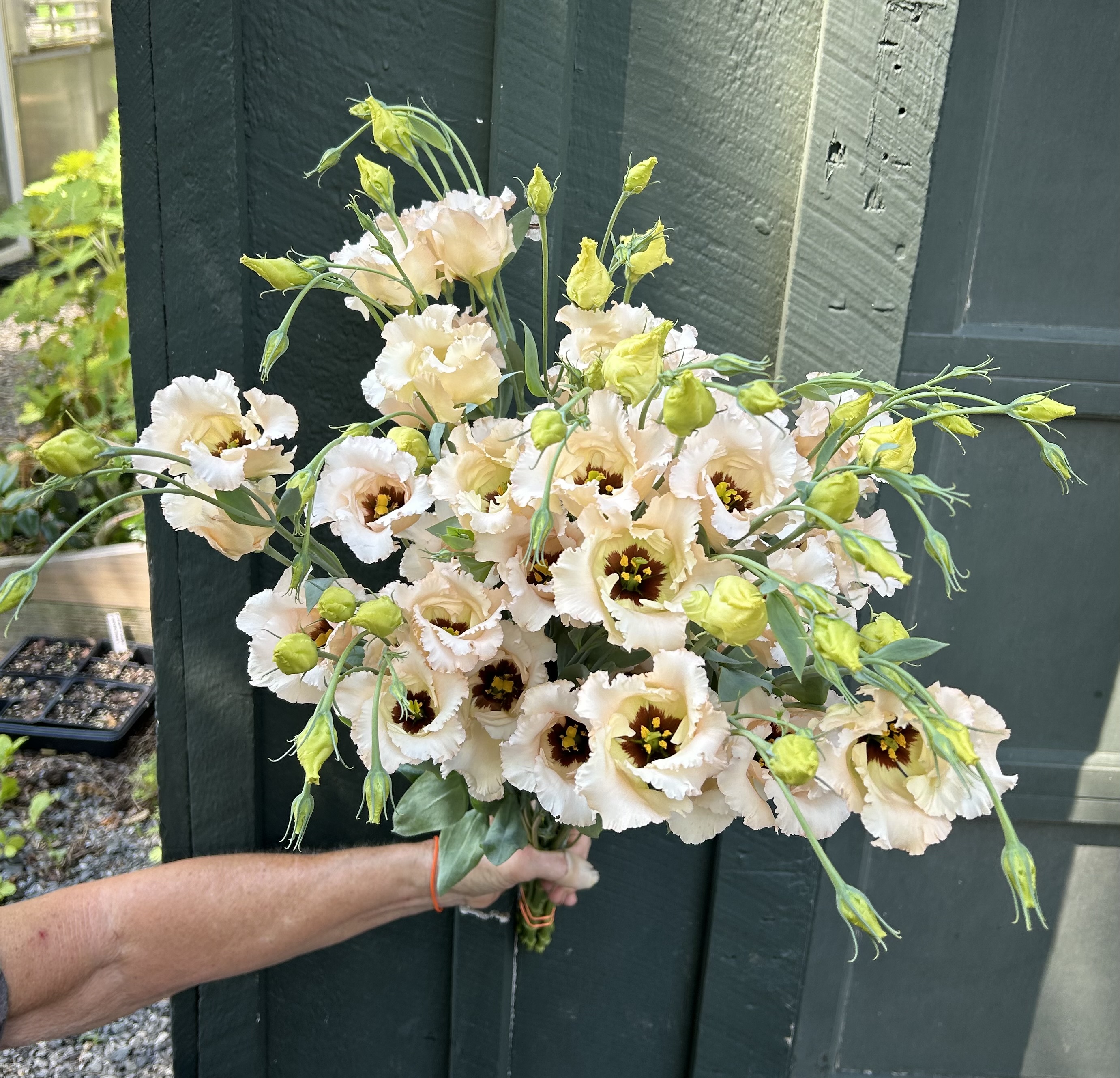 EUSTOMA grandiflorum Falda
