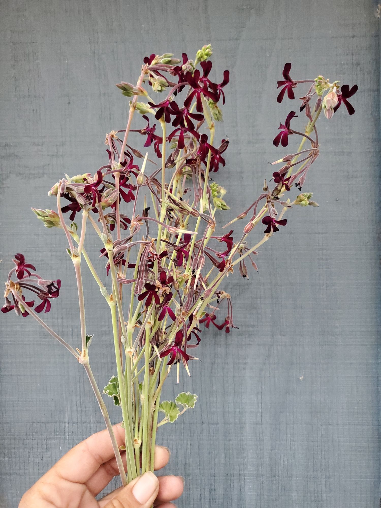 PELARGONIUM sidoides