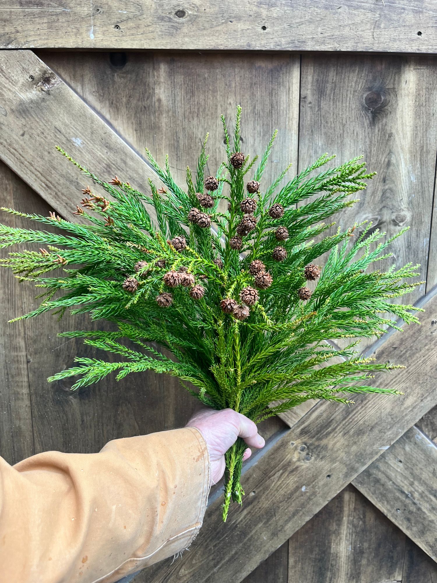CRYPTOMERIA japonica