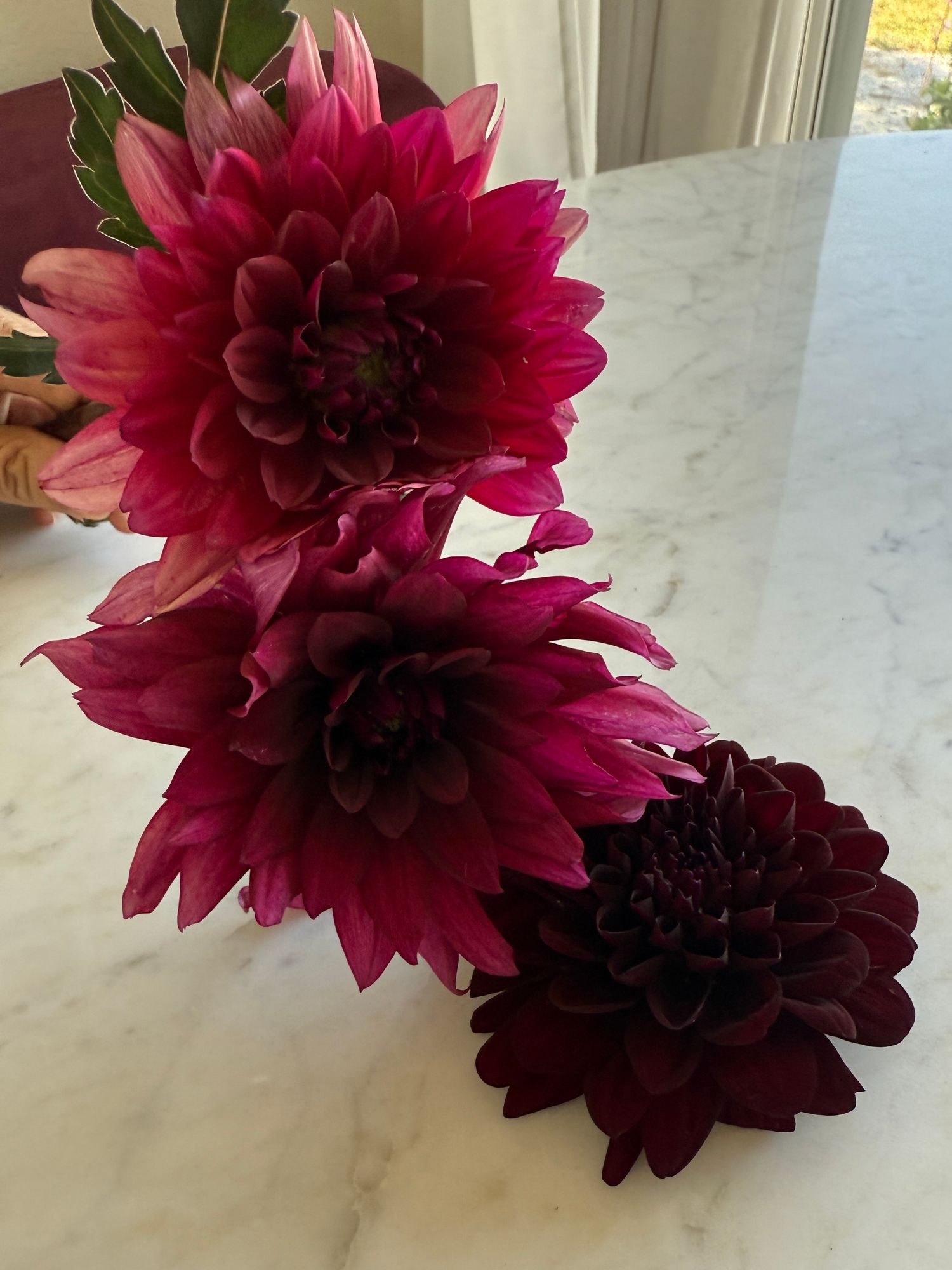 DAHLIA