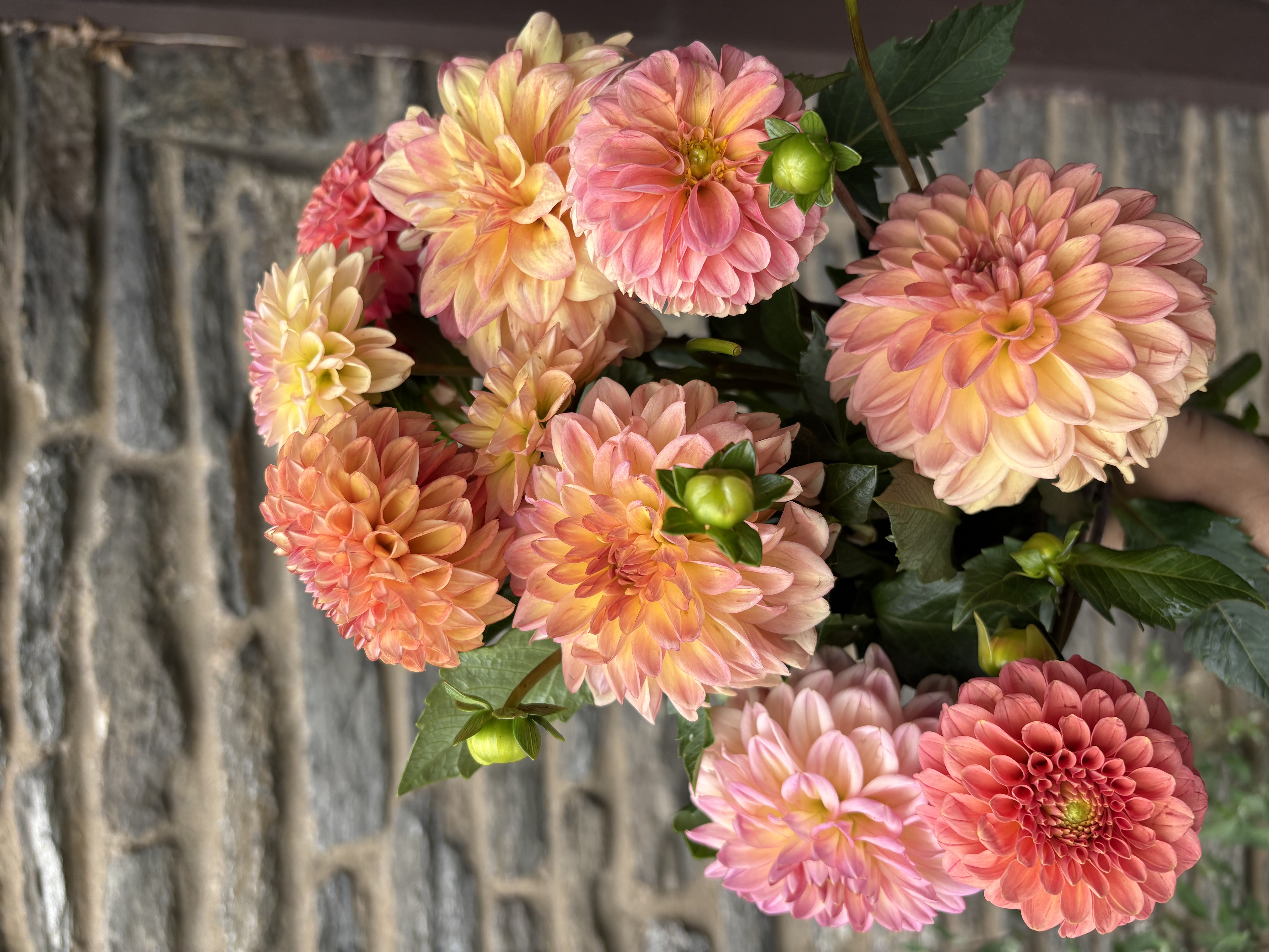 DAHLIA Ball