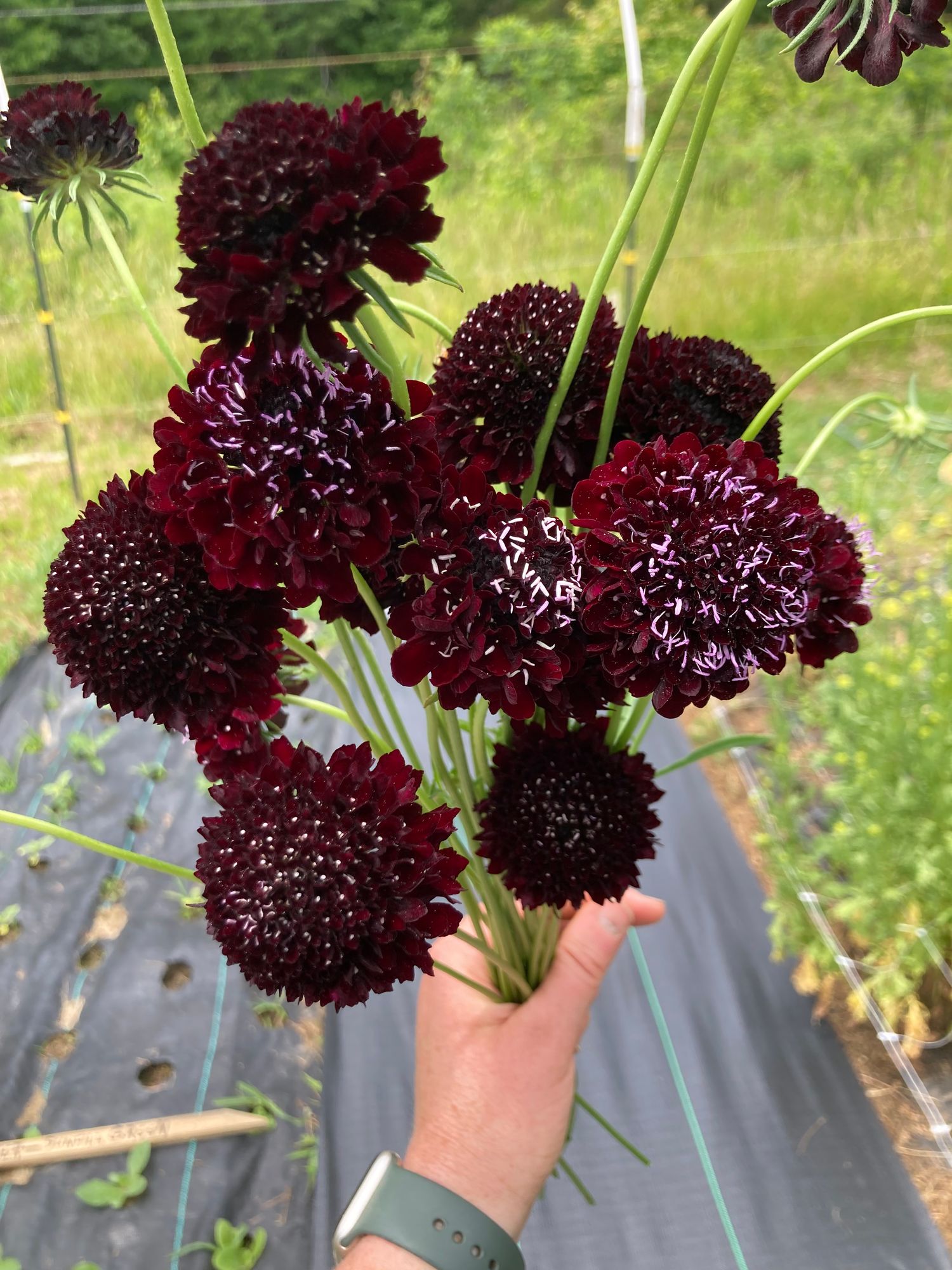 SCABIOSA atropurpurea Black Knight