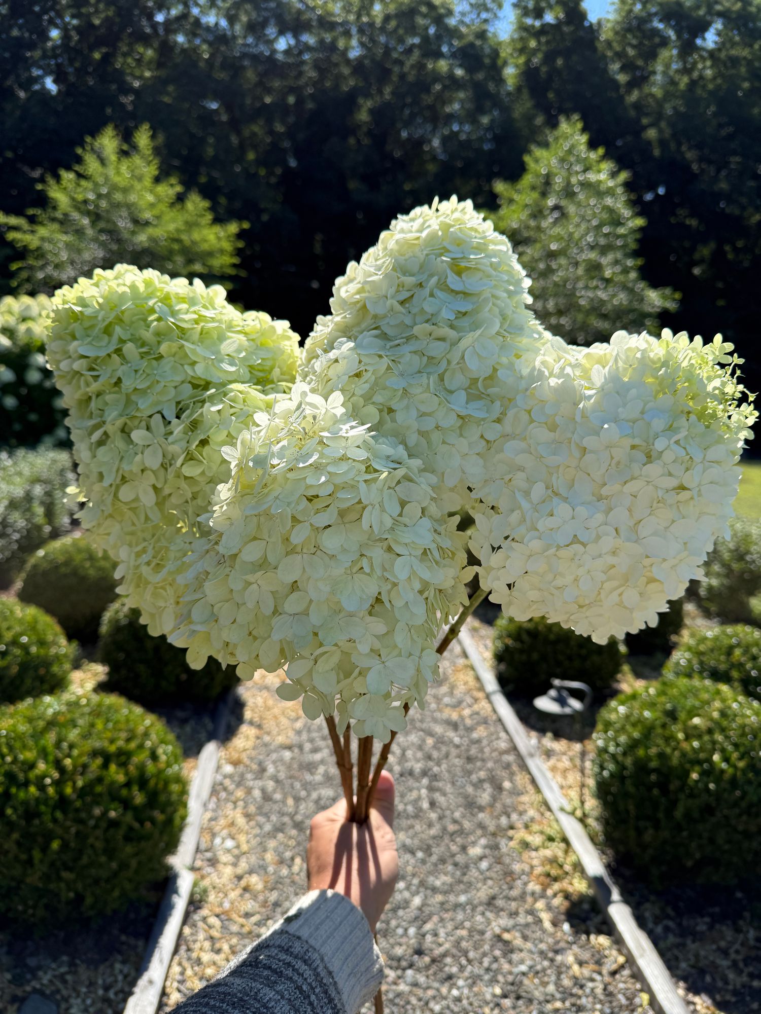 HYDRANGEA paniculata Limelight