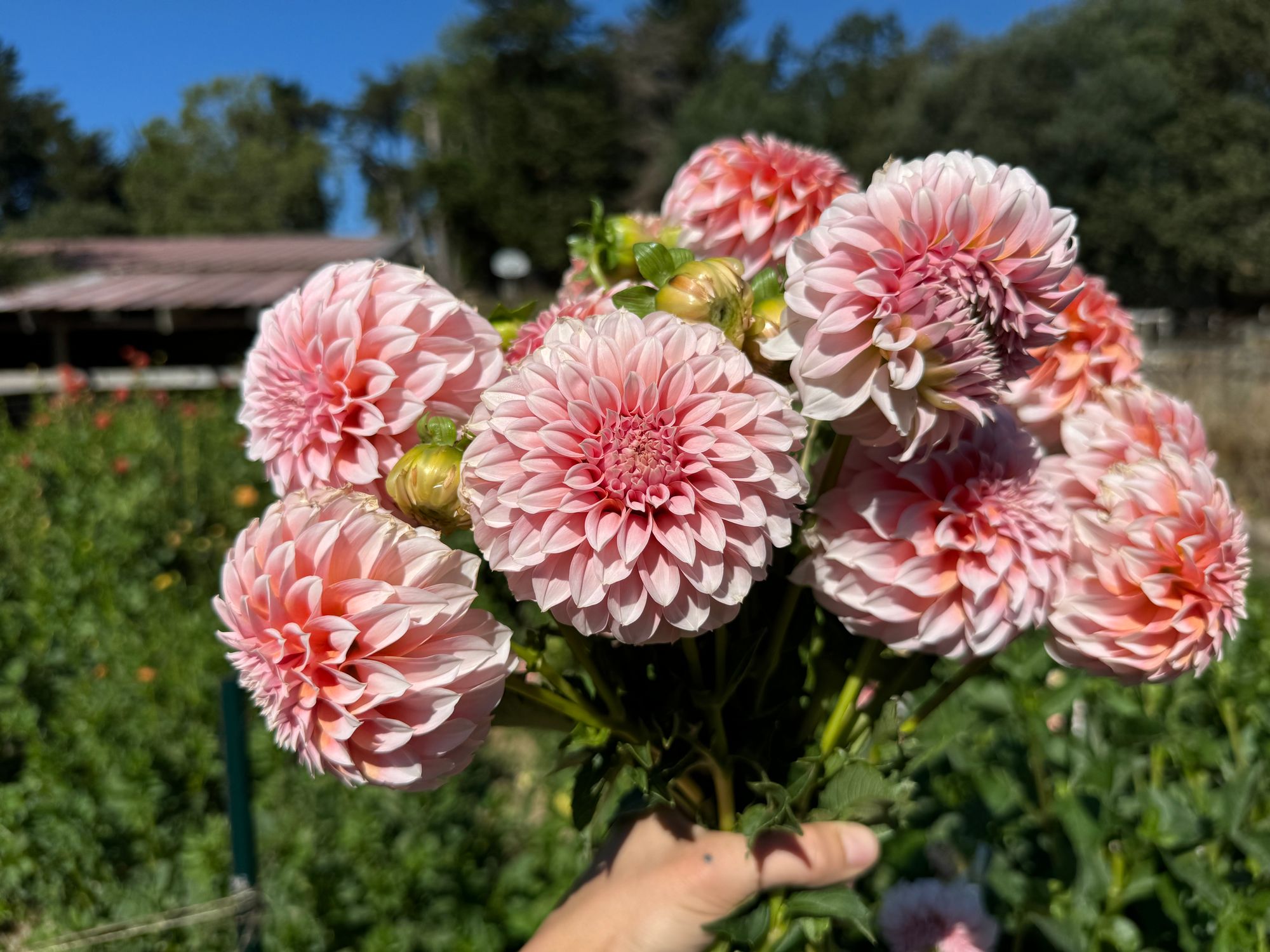 DAHLIA Peaches n Cream