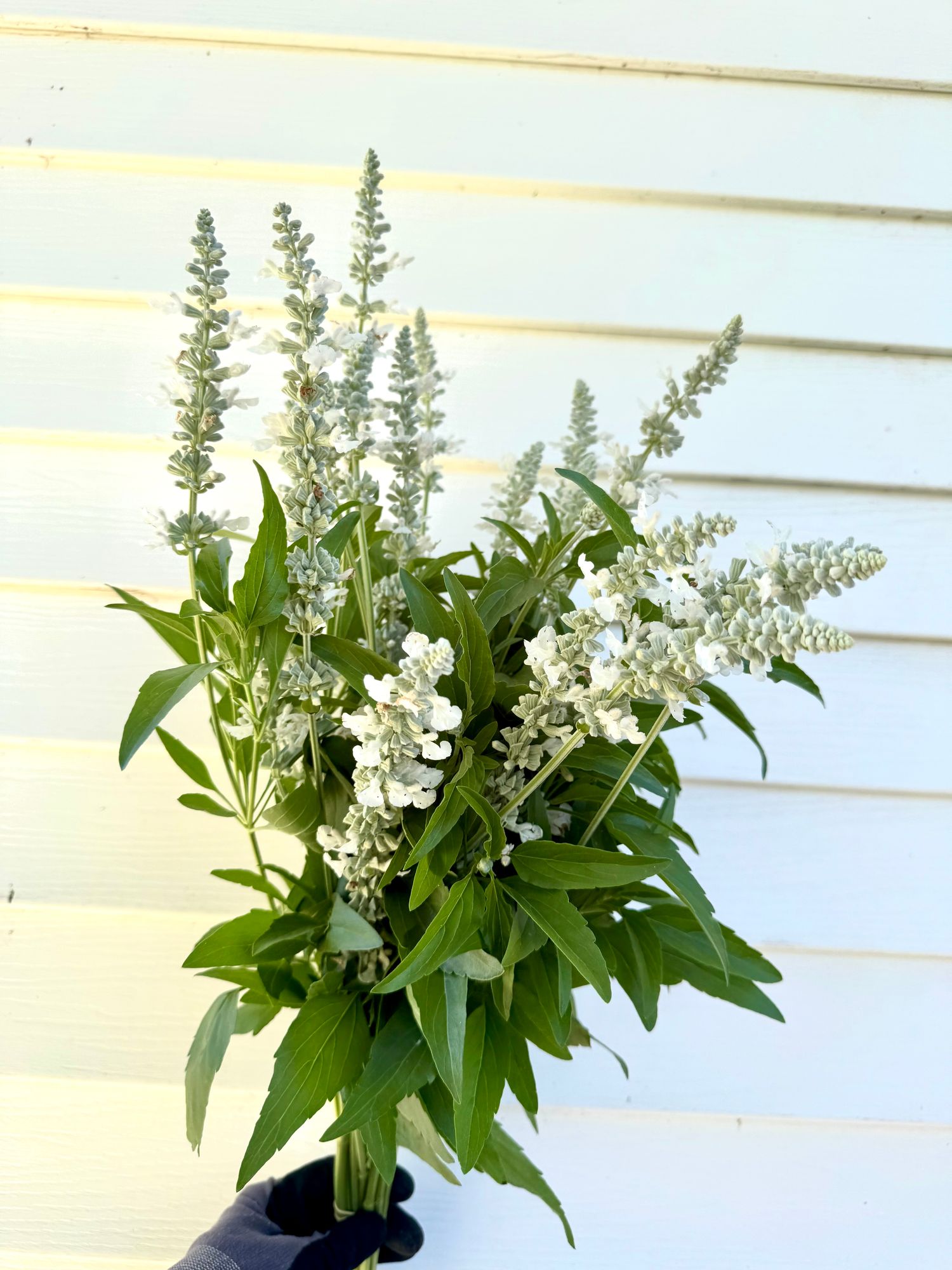 SALVIA farinacea Victoria White