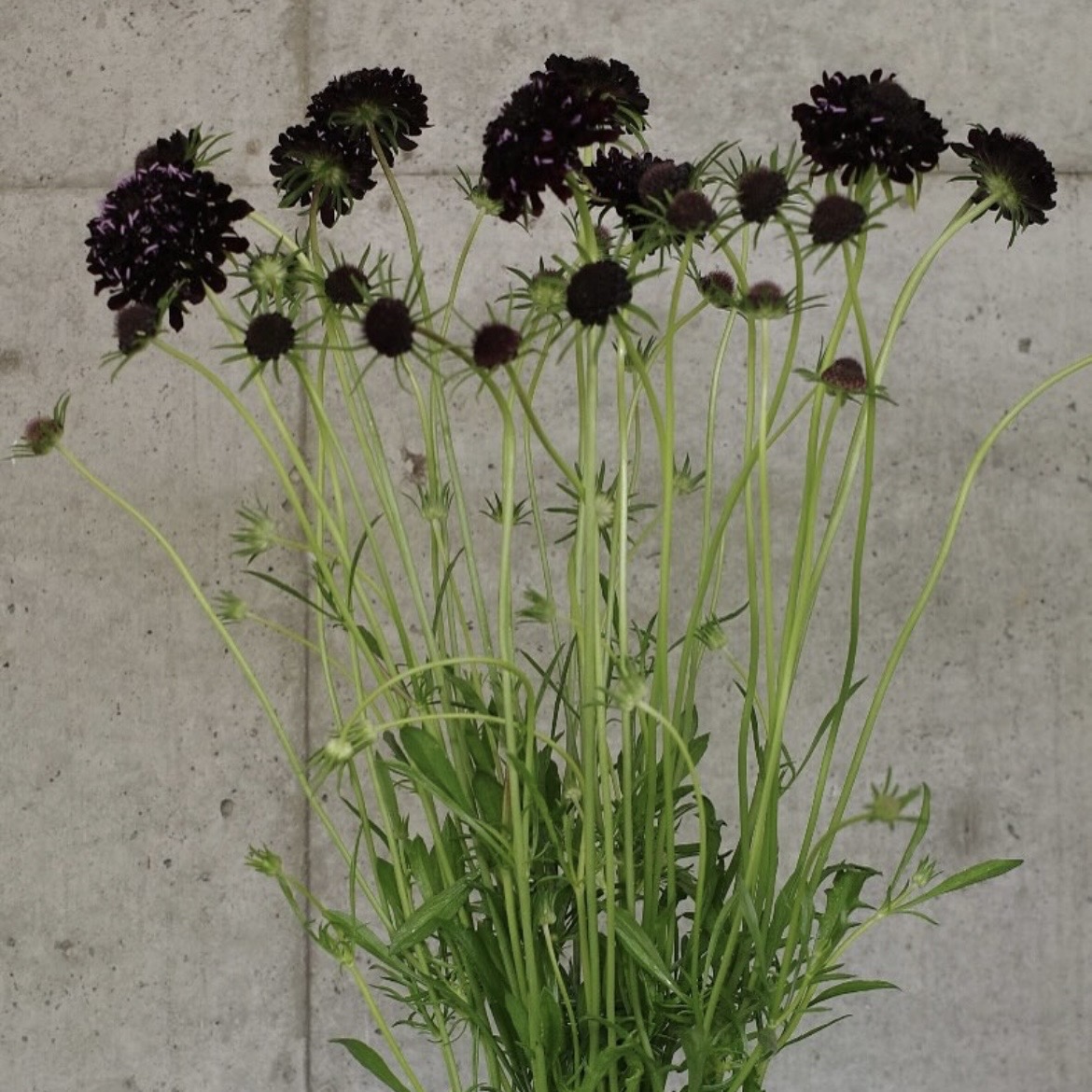 SCABIOSA atropurpurea Black Knight